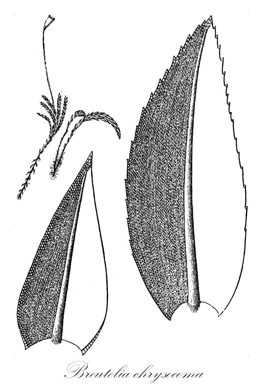 Breutelia chrysocoma - Bartramiaceae,Plantae,Bryobiotina,Bryophyta,Bryopsida,Bryidae,Bryanae,Bartramiales,Bartramiaceae,Breutelia,Breutelia chrysocoma,Bartramia arcuata, Bartramia subvirella, Breutelia arcuata, Hypnum chrysocomum, Mnium arcuatum, Mnium chrysocomum, Weissia chrysocoma, Weissia pendula