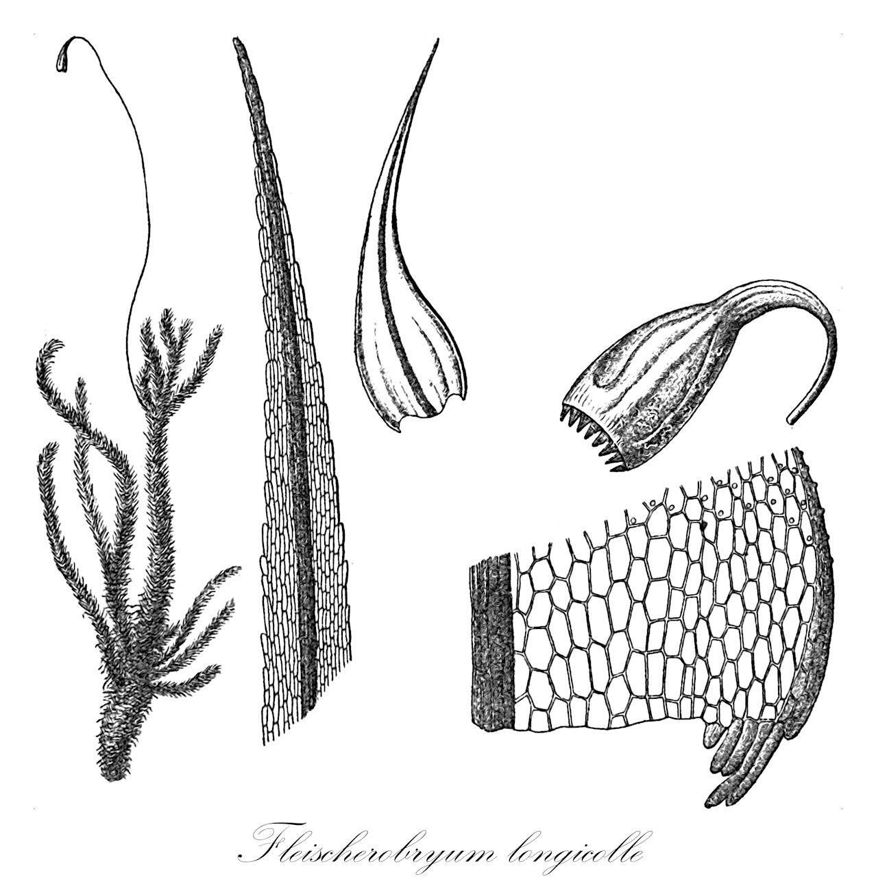 Fleischerobryum longicolle - Bartramiaceae,Plantae,Bryobiotina,Bryophyta,Bryopsida,Bryidae,Bryanae,Bartramiales,Bartramiaceae,Fleischerobryum,Fleischerobryum longicolle,Bartramia hookeri, Bartramia longicollis, Philonotis longicollis, Philonotis turneriana var. robusta