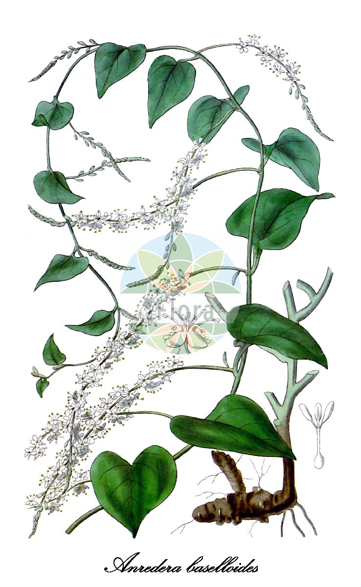 Anredera baselloides - Basellaceae,Plantae,Pteridobiotina,Angiosperms,Caryophyllales,Basellaceae,Anredera,Anredera baselloides,Anredera weberbaueri, Boussingaultia baselloides, Boussingaultia weberbaueri, Tournonia leptostachys
