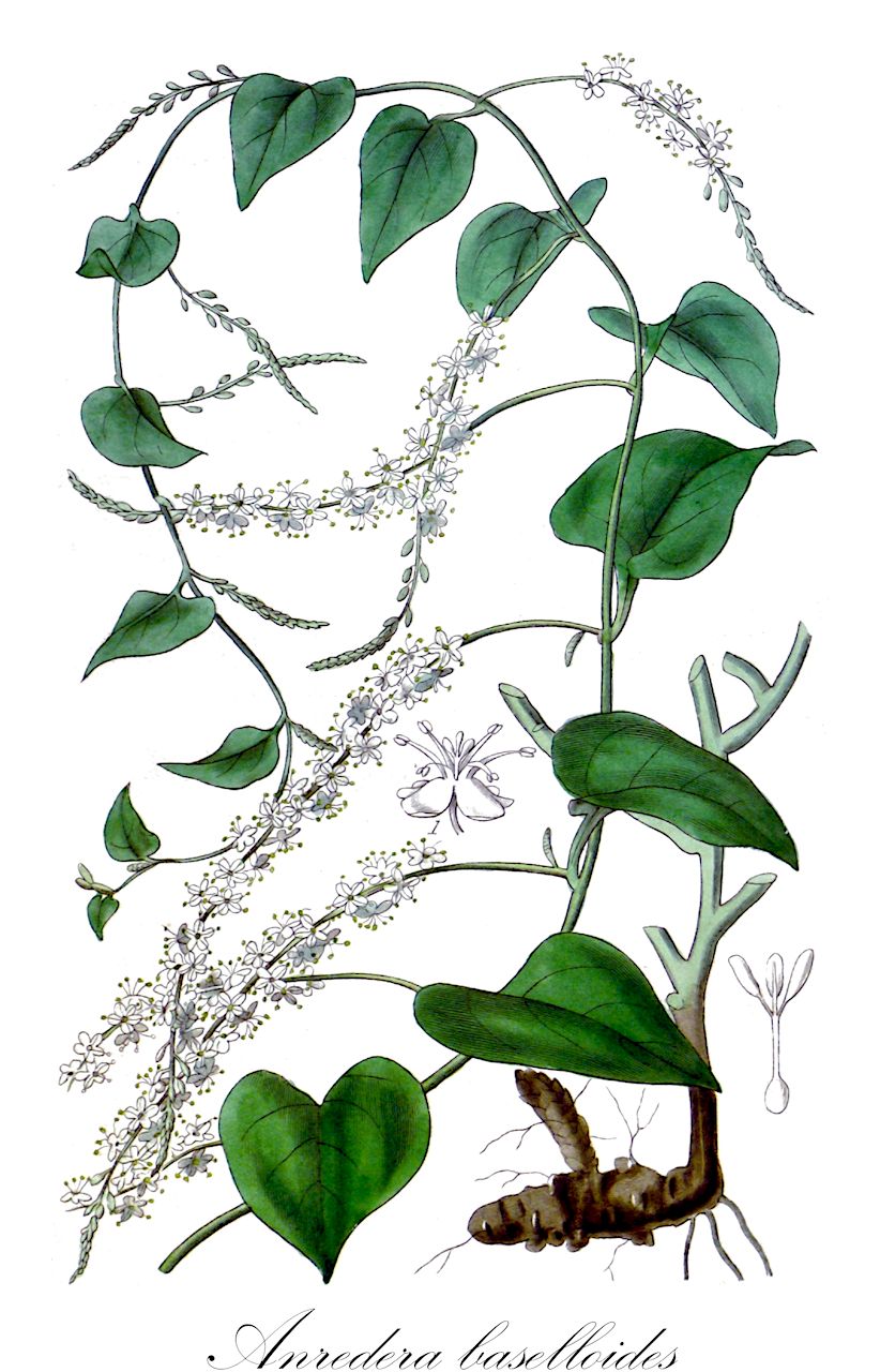 Anredera baselloides - Basellaceae,Plantae,Pteridobiotina,Angiosperms,Caryophyllales,Basellaceae,Anredera,Anredera baselloides,Anredera weberbaueri, Boussingaultia baselloides, Boussingaultia weberbaueri, Tournonia leptostachys