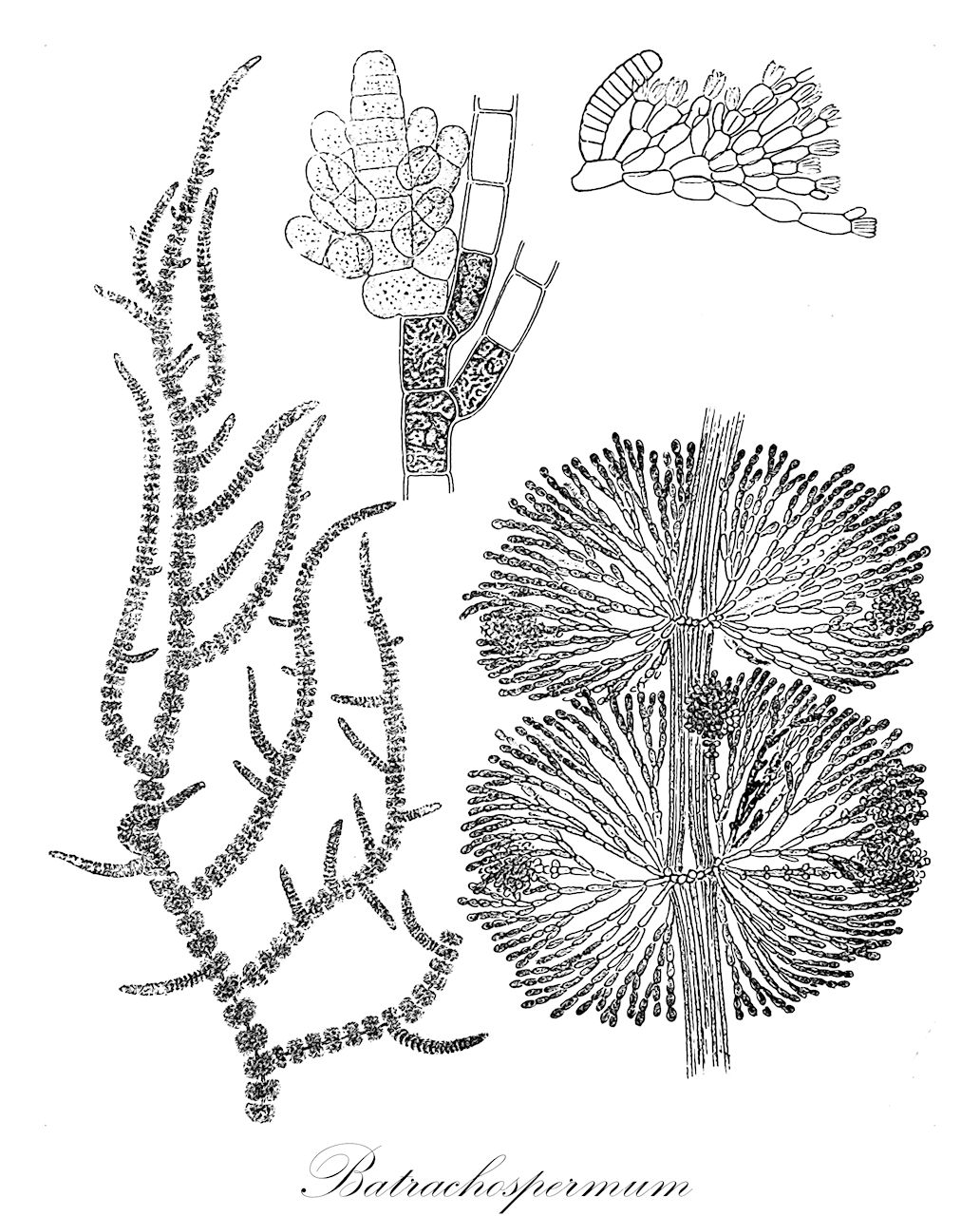 Batrachospermum - Rhodophyta,Biota,Plantae,Rhodophyta,Eurhodophytina,Florideophyceae,Nemaliales,Batrachospermaceae,Batrachospermum,Batrachosperma