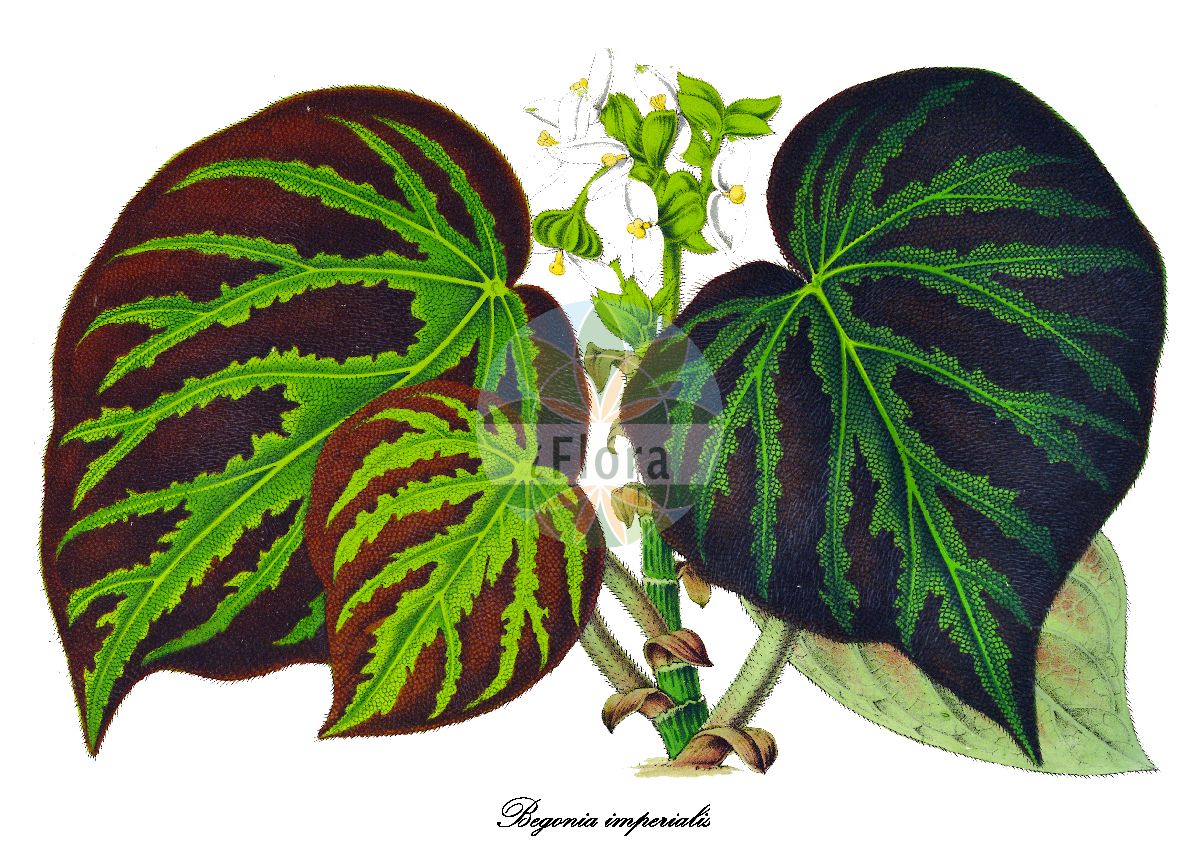 Begonia imperialis - Begoniaceae,Plantae,Pteridobiotina,Angiosperms,Cucurbitales,Begoniaceae,Begonia,Begonia sect. Gireoudia,Begonia imperialis,Begonia imperialis var. brunnea, Begonia imperialis var. maculata, Begonia imperialis var. smaragdina