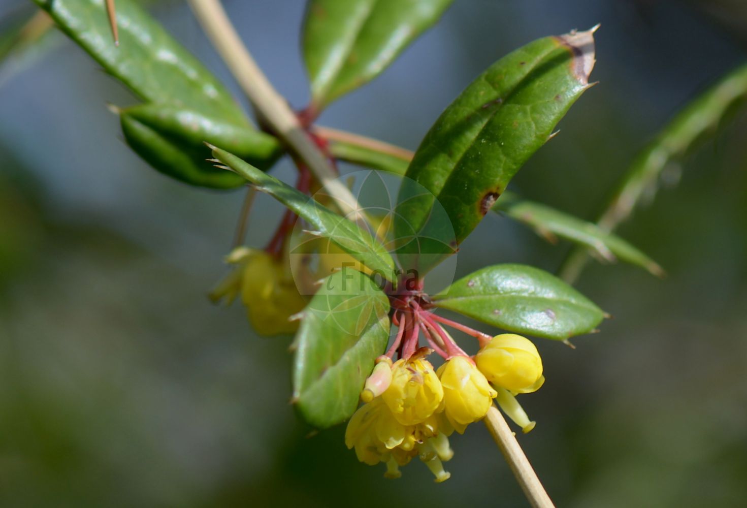 Foto von Berberis manipurana. Das Bild zeigt Dorn, Blatt und Bluete. Das Foto wurde in Freiburg, Baden-Württemberg, Deutschland aufgenommen. ---- Photo of Berberis manipurana. The image is showing thorn, leaf and flower. The picture was taken in Freiburg, Baden-Wuerttemberg, Germany.(Berberis manipurana,Berberis,Berberitze,Barberry,Berberidaceae,Sauerdorngewächse,Barberry family,Dorn,Blatt,Bluete,thorn,leaf,flower)