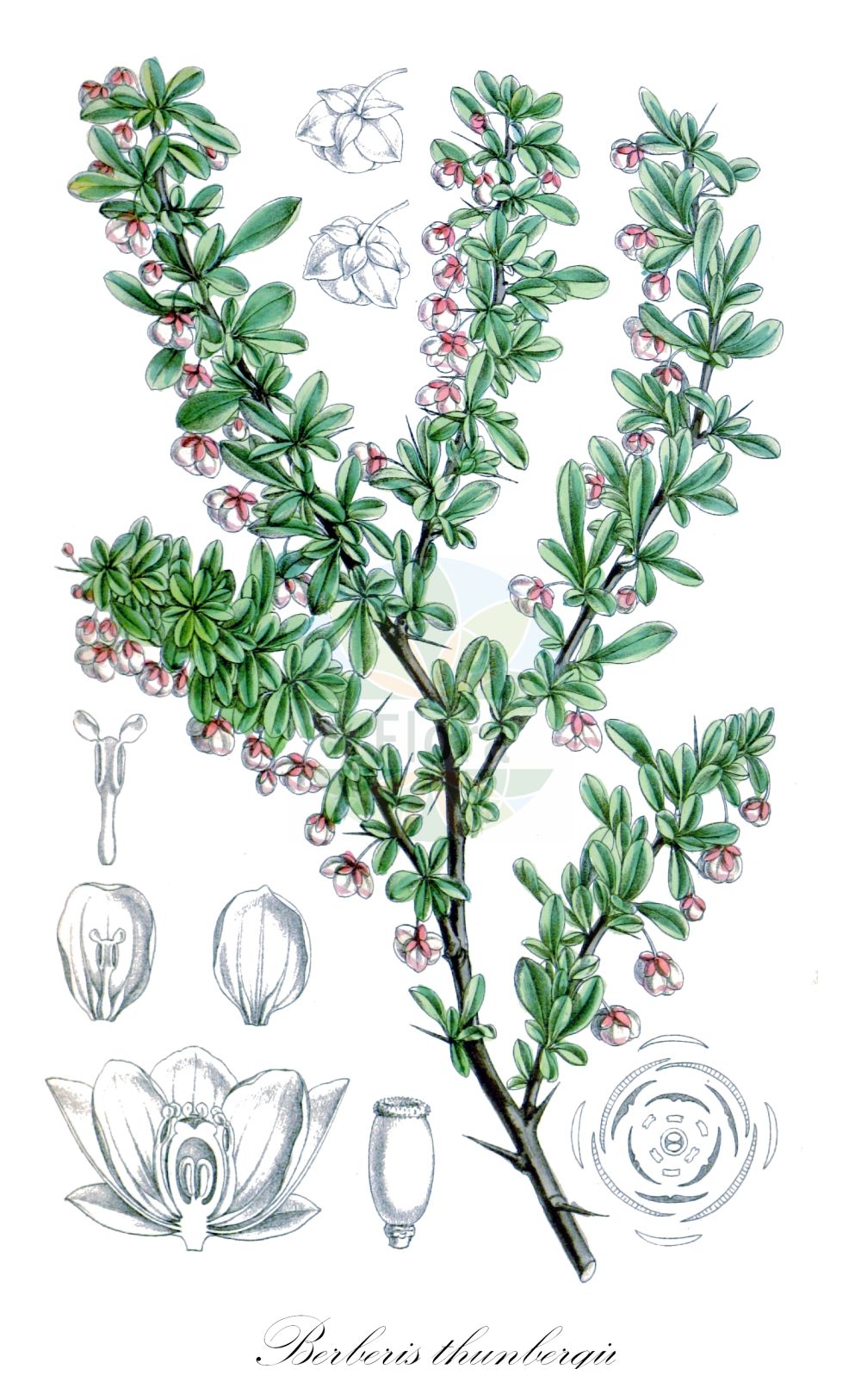 Historische Abbildung von Berberis thunbergii (Thunberg-Berberitze - Thunberg's Barberry). Das Bild zeigt Blatt, Bluete, Frucht und Same. ---- Historical Drawing of Berberis thunbergii (Thunberg-Berberitze - Thunberg's Barberry). The image is showing leaf, flower, fruit and seed.(Berberis thunbergii,Thunberg-Berberitze,Thunberg's Barberry,Berberis thunbergii,Thunberg-Berberitze,Thunberg's Barberry,Japanese Barberry,Berberis,Berberitze,Barberry,Berberidaceae,Sauerdorngewächse,Barberry family,Blatt,Bluete,Frucht,Same,leaf,flower,fruit,seed,Curtis Botanical Magazine (1787f))