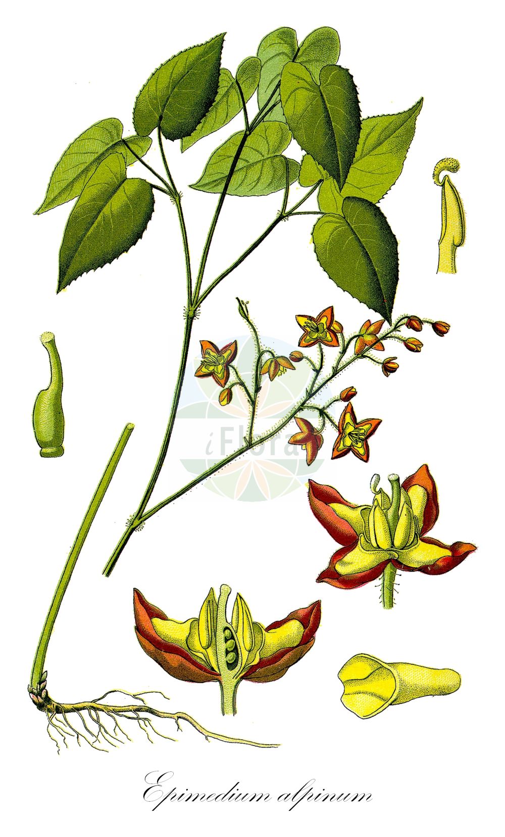 Historische Abbildung von Epimedium alpinum (Alpen-Sockenblume - Barrenwort). ---- Historical Drawing of Epimedium alpinum (Alpen-Sockenblume - Barrenwort).(Epimedium alpinum,Alpen-Sockenblume,Barrenwort,Epimedium alpinum,Alpen-Sockenblume,Barrenwort,Epimedium,Sockenblume,Berberidaceae,Sauerdorngewächse,Barberry family,Thomé (1885))