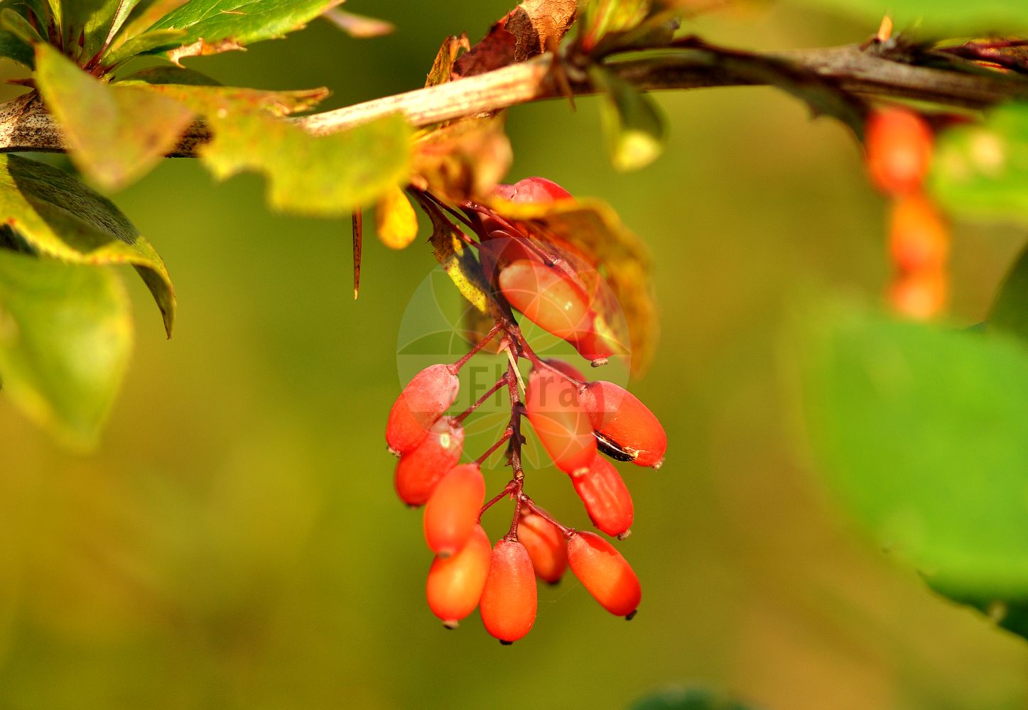 Foto von Berberis vulgaris (Gewöhnliche Berberitze - Barberry). Das Foto wurde in Kleinwalsertal, Mittelberg, Vorarlberg, Österreich, Alpen aufgenommen. ---- Photo of Berberis vulgaris (Gewöhnliche Berberitze - Barberry). The picture was taken in Kleinwalsertal, Mittelberg, Vorarlberg, Austria, Alps.(Berberis vulgaris,Gewöhnliche Berberitze,Barberry,Berberis croatica,Berberis vulgaris,Berberis vulgaris var. alpestris,Gewoehnliche Berberitze,Berberitze,Barberry,Common Barberry,European Barberry,Pipperidge,Berberis,Berberitze,Barberry,Berberidaceae,Sauerdorngewächse,Barberry family)