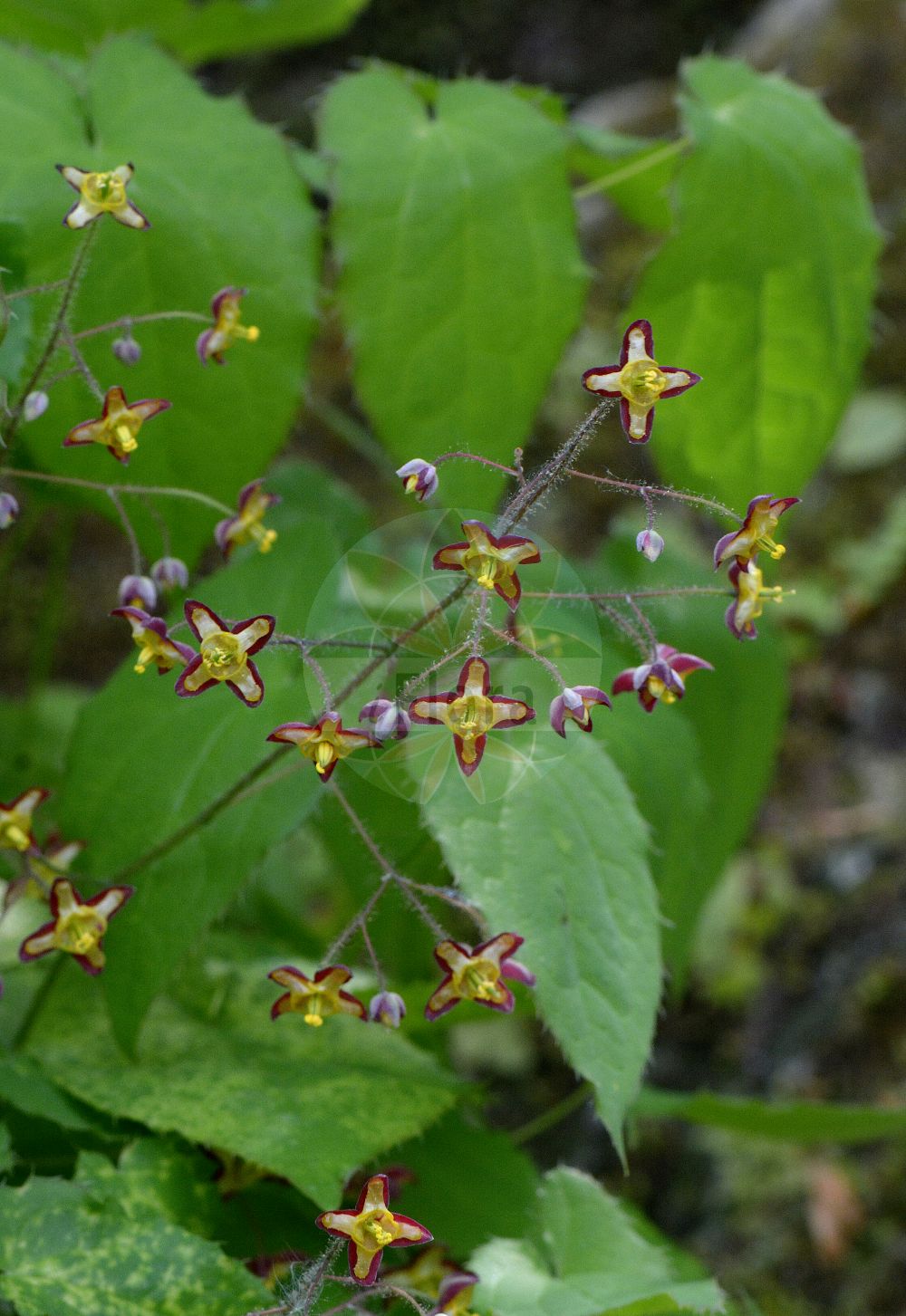 Foto von Epimedium alpinum (Alpen-Sockenblume - Barrenwort). Das Foto wurde in München, Bayern, Deutschland aufgenommen. ---- Photo of Epimedium alpinum (Alpen-Sockenblume - Barrenwort). The picture was taken in Munich, Bavaria, Germany.(Epimedium alpinum,Alpen-Sockenblume,Barrenwort,Epimedium alpinum,Alpen-Sockenblume,Barrenwort,Epimedium,Sockenblume,Berberidaceae,Sauerdorngewächse,Barberry family)