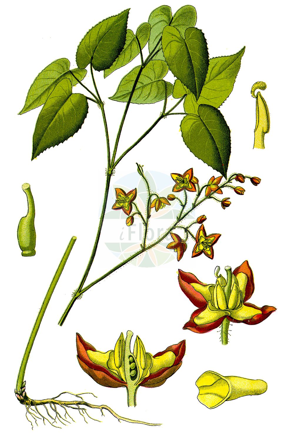 Historische Abbildung von Epimedium alpinum (Alpen-Sockenblume - Barrenwort). Das Bild zeigt Blatt, Bluete, Frucht und Same. ---- Historical Drawing of Epimedium alpinum (Alpen-Sockenblume - Barrenwort). The image is showing leaf, flower, fruit and seed.(Epimedium alpinum,Alpen-Sockenblume,Barrenwort,Epimedium alpinum,Alpen-Sockenblume,Barrenwort,Epimedium,Sockenblume,Berberidaceae,Sauerdorngewächse,Barberry family,Blatt,Bluete,Frucht,Same,leaf,flower,fruit,seed,Thomé (1885))