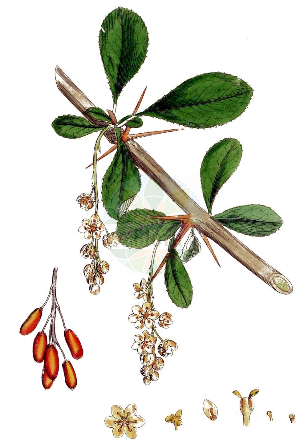 Historische Abbildung von Berberis vulgaris (Gewöhnliche Berberitze - Barberry). Das Bild zeigt Blatt, Bluete, Frucht und Same. ---- Historical Drawing of Berberis vulgaris (Gewöhnliche Berberitze - Barberry). The image is showing leaf, flower, fruit and seed.(Berberis vulgaris,Gewöhnliche Berberitze,Barberry,Berberis croatica,Berberis vulgaris,Berberis vulgaris var. alpestris,Gewoehnliche Berberitze,Berberitze,Barberry,Common Barberry,European Barberry,Pipperidge,Berberis,Berberitze,Barberry,Berberidaceae,Sauerdorngewächse,Barberry family,Blatt,Bluete,Frucht,Same,leaf,flower,fruit,seed,Sowerby (1790-1813))