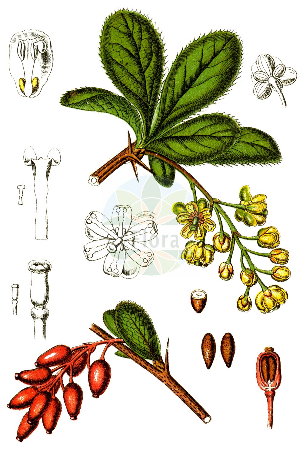 Historische Abbildung von Berberis vulgaris (Gewöhnliche Berberitze - Barberry). Das Bild zeigt Blatt, Bluete, Frucht und Same. ---- Historical Drawing of Berberis vulgaris (Gewöhnliche Berberitze - Barberry). The image is showing leaf, flower, fruit and seed.(Berberis vulgaris,Gewöhnliche Berberitze,Barberry,Berberis croatica,Berberis vulgaris,Berberis vulgaris var. alpestris,Gewoehnliche Berberitze,Berberitze,Barberry,Common Barberry,European Barberry,Pipperidge,Berberis,Berberitze,Barberry,Berberidaceae,Sauerdorngewächse,Barberry family,Blatt,Bluete,Frucht,Same,leaf,flower,fruit,seed,Sturm (1796f))