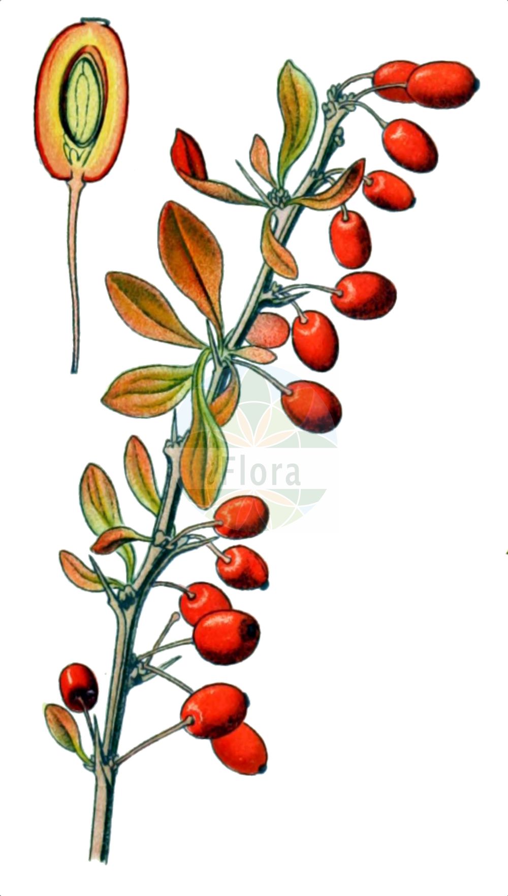 Historische Abbildung von Berberis thunbergii (Thunberg-Berberitze - Thunberg's Barberry). Das Bild zeigt Blatt, Bluete, Frucht und Same. ---- Historical Drawing of Berberis thunbergii (Thunberg-Berberitze - Thunberg's Barberry). The image is showing leaf, flower, fruit and seed.(Berberis thunbergii,Thunberg-Berberitze,Thunberg's Barberry,Berberis thunbergii,Thunberg-Berberitze,Thunberg's Barberry,Japanese Barberry,Berberis,Berberitze,Barberry,Berberidaceae,Sauerdorngewächse,Barberry family,Blatt,Bluete,Frucht,Same,leaf,flower,fruit,seed,Mouillefert (1892-1898))