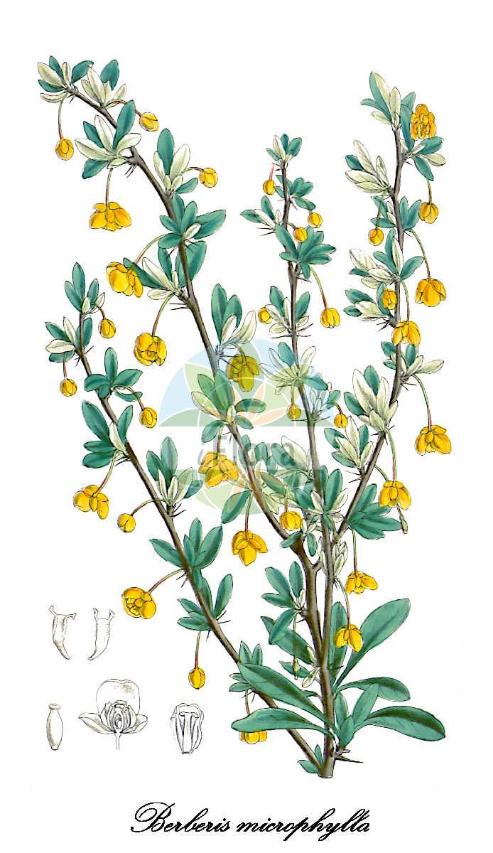 Historische Abbildung von Berberis microphylla. Das Bild zeigt Blatt, Bluete, Frucht und Same. ---- Historical Drawing of Berberis microphylla. The image is showing leaf, flower, fruit and seed.(Berberis microphylla,Berberis,Berberitze,Barberry,Berberidaceae,Berberitzengewächse,Barberry Family,Blatt,Bluete,Frucht,Same,leaf,flower,fruit,seed,Curtis Botanical Magazine (1880))