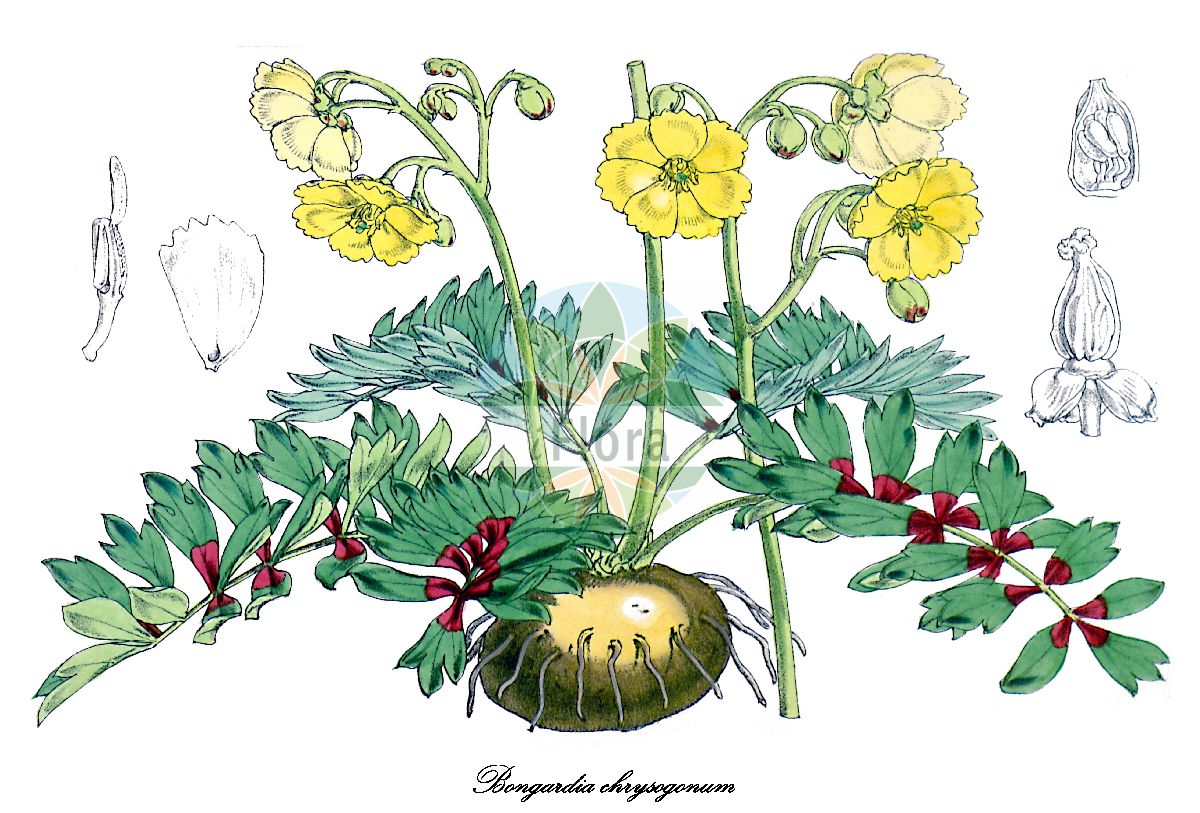 Historische Abbildung von Bongardia chrysogonum (Bongardie). Das Bild zeigt Blatt, Bluete, Frucht und Same. ---- Historical Drawing of Bongardia chrysogonum (Bongardie). The image is showing leaf, flower, fruit and seed.(Bongardia chrysogonum,Bongardie,Bongardia olivieri,Bongardia rauwolfii,Leontice chrysogonum,Bongardia,Bongardie,Berberidaceae,Berberitzengewächse,Barberry Family,Blatt,Bluete,Frucht,Same,leaf,flower,fruit,seed,Curtis Botanical Magazine (1876))