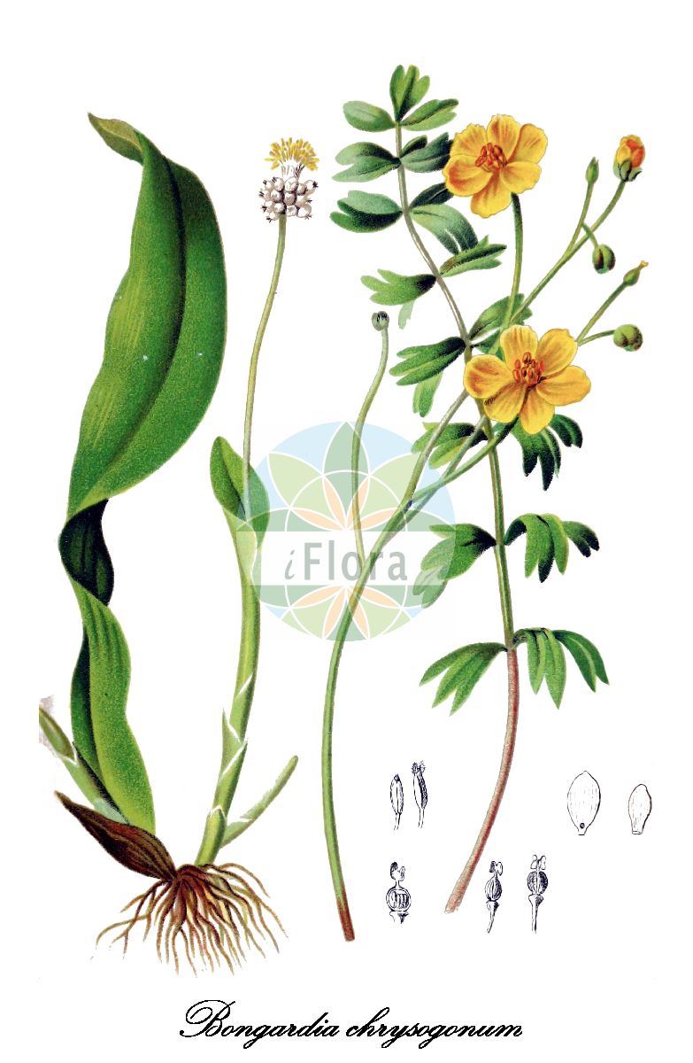 Historische Abbildung von Bongardia chrysogonum (Bongardie). Das Bild zeigt Blatt, Bluete, Frucht und Same. ---- Historical Drawing of Bongardia chrysogonum (Bongardie). The image is showing leaf, flower, fruit and seed.(Bongardia chrysogonum,Bongardie,Bongardia olivieri,Bongardia rauwolfii,Leontice chrysogonum,Bongardia,Bongardie,Berberidaceae,Berberitzengewächse,Barberry Family,Blatt,Bluete,Frucht,Same,leaf,flower,fruit,seed,Gartenflora (1872))