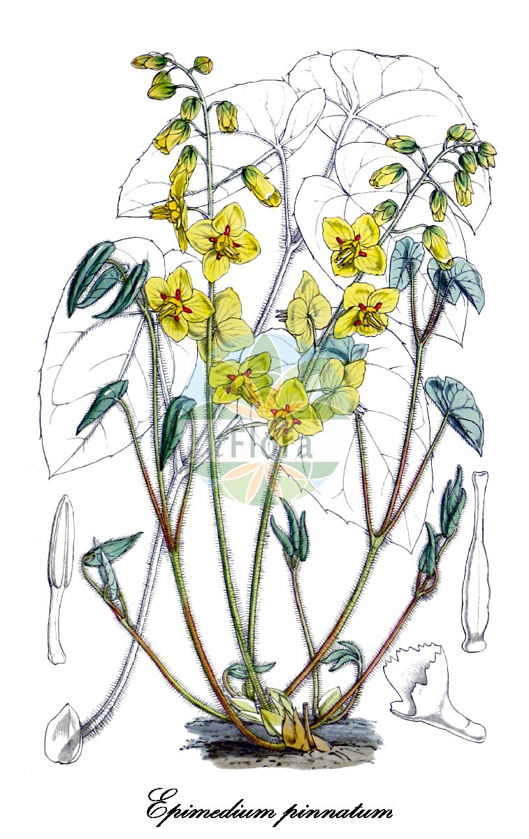 Historische Abbildung von Epimedium pinnatum (Kolchische Sockenblume - Caucasian Barrenwort). Das Bild zeigt Blatt, Bluete, Frucht und Same. ---- Historical Drawing of Epimedium pinnatum (Kolchische Sockenblume - Caucasian Barrenwort). The image is showing leaf, flower, fruit and seed.(Epimedium pinnatum,Kolchische Sockenblume,Caucasian Barrenwort,Epimedium,Sockenblume,Berberidaceae,Berberitzengewächse,Barberry Family,Blatt,Bluete,Frucht,Same,leaf,flower,fruit,seed,Curtis Botanical Magazine (1849))