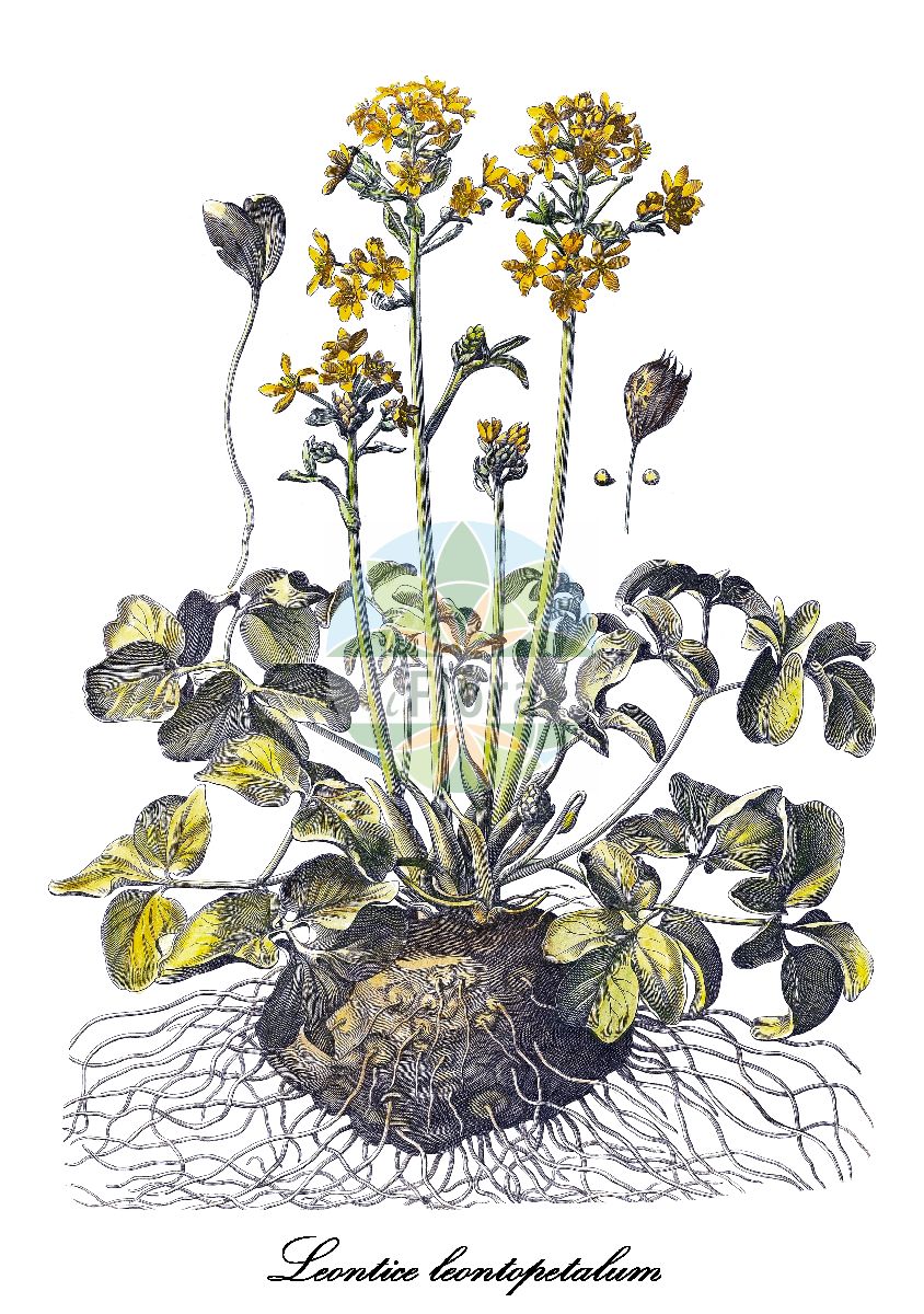 Historische Abbildung von Leontice leontopetalum (Löwentrapp). Das Bild zeigt Blatt, Bluete, Frucht und Same. ---- Historical Drawing of Leontice leontopetalum (Löwentrapp). The image is showing leaf, flower, fruit and seed.(Leontice leontopetalum,Löwentrapp,Leontice,Löwentrapp,Berberidaceae,Berberitzengewächse,Barberry Family,Blatt,Bluete,Frucht,Same,leaf,flower,fruit,seed,Dodart (1788))