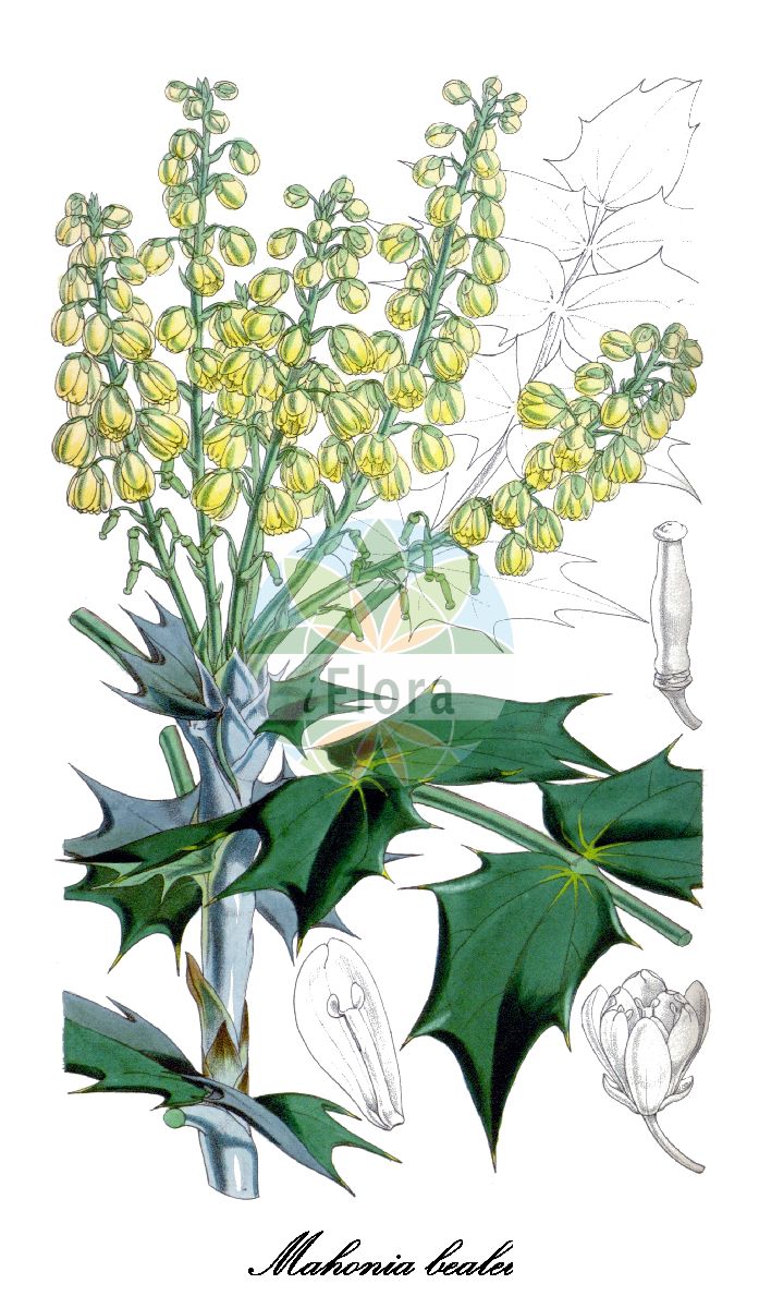 Historische Abbildung von Mahonia bealei. Das Bild zeigt Blatt, Bluete, Frucht und Same. ---- Historical Drawing of Mahonia bealei. The image is showing leaf, flower, fruit and seed.(Mahonia bealei,Mahonia,Mahonie,Barberry,Berberidaceae,Berberitzengewächse,Barberry Family,Blatt,Bluete,Frucht,Same,leaf,flower,fruit,seed,Curtis Botanical Magazine (1855))
