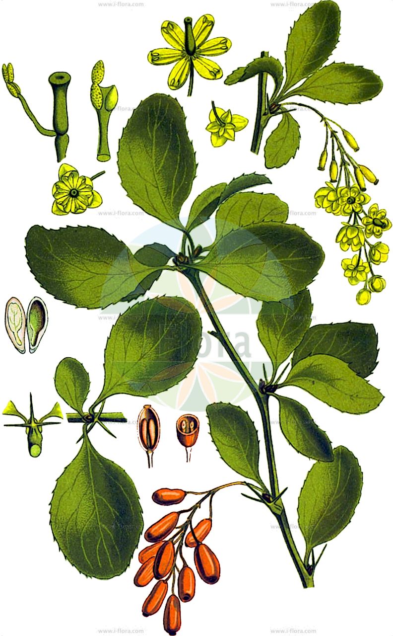 Berberis vulgaris - Berberidaceae,Plantae,Pteridobiotina,Angiosperms,Ranunculales,Berberidaceae,Berberis,Berberis vulgaris,Berberis angulizans, Berberis globularis, Berberis racemosa, Berberis vulgaris var. orientalis, Berberis vulgaris var. sulcata,Gewöhnliche Berberitze;Gewöhnlicher Sauerdorn;Berberitze;Gemeine Berberitze;barberry;common barberry;épine-vinette;berbéris vulgaire;european barberry;pipperidge;Epine-vinette;berbéris commun;vinettier;épine-vinette;oseille des bois;pisse-vinaigre;vinaigrette;agracejo;bérbero;coralet;acetín;agracillo;agrazón;alarguiz;arlo;berbero;espino cambrón;tapaculo;vinagrera;Crespino comune;crespino;berbero;zuurdoorn;zuurbes;uva-espim;bérberis;барбарис обыкновенный;kızıl karamuk;mëlqinja e rëndomtë;mylqinë;coralet;obična žutika;surtorn;berberis;almindelig berberis;berberis pospolity;berberys zwyczajny;nacadni češmin;sóskaborbolya;sóskafa;dřišťál obecný;dracilă;dráč obyčajný;барбарис звичайний;барбарис східний;обикновен кисел трън;harilik kukerpuu;parastā bārbele;berberiss;ruostehappomarja;обична пимширика;paprastasis raugerškis;ξαγκαθιά