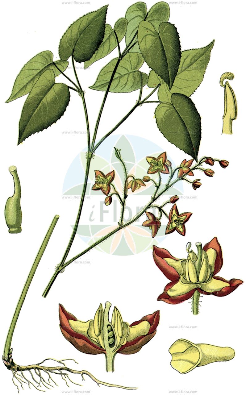 Epimedium alpinum - Berberidaceae,Plantae,Pteridobiotina,Angiosperms,Ranunculales,Berberidaceae,Epimedium,Epimedium alpinum,Alpen-Sockenblume;Bischofsmütze;Elfenblume;Sockenblume;barrenwort;Epimédium des Alpes;chapeau d'évêque;épimède des Alpes;épimédium des Alpes;Epimedio alpino;epimedium;горянка альпийская;эпимедиум альпийский;epimedë;planinska biskupska kapica;alpsockblomma;Alpe-bispehue;alpski vimček;havasi tündérvirág;škornice alpská;krpčiarka alpská;епимедиум;alpebispelue;alppivarjohiippa;бискупска капица;преволац