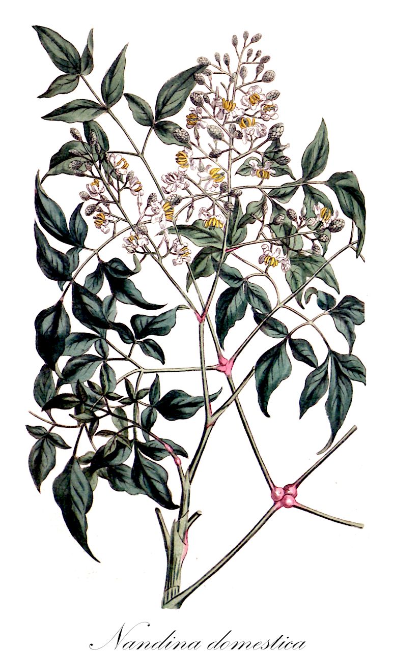Nandina domestica - Berberidaceae,Plantae,Pteridobiotina,Angiosperms,Ranunculales,Berberidaceae,Nandina,Nandina domestica,Nandina denudata, Nandina domestica f. alba, Nandina domestica f. gigantea, Nandina domestica f. longifolia, Nandina domestica f. purpurea, Nandina domestica unr. alba, Nandina domestica var. linearifolia, Nandina domestica var. longifolia, Nandina tomentosa, Nandina tsermonanten,Himmelsbambus;heavenly-bamboo