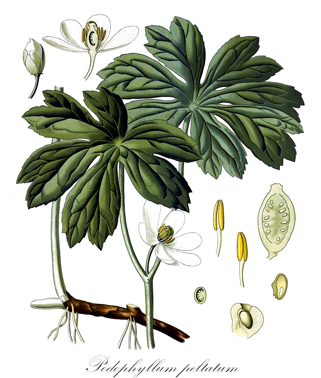 Podophyllum peltatum - Berberidaceae,Plantae,Pteridobiotina,Angiosperms,Ranunculales,Berberidaceae,Podophyllum,Podophyllum peltatum,Anapodophyllum peltatum, Podophyllum callicarpum, Podophyllum montanum, Podophyllum peltatum f. aphyllum, Podophyllum peltatum f. biltmoreanum, Podophyllum peltatum f. callicarpum, Podophyllum peltatum f. deamii, Podophyllum peltatum f. peltatum, Podophyllum peltatum var. annulare,Entenfuß;Nordamerikanischer Maiapfel;Fußblatt;Maiapfel;indian-apple;may-apple;podophylle pelté;pomme de mai;wild-mandrake