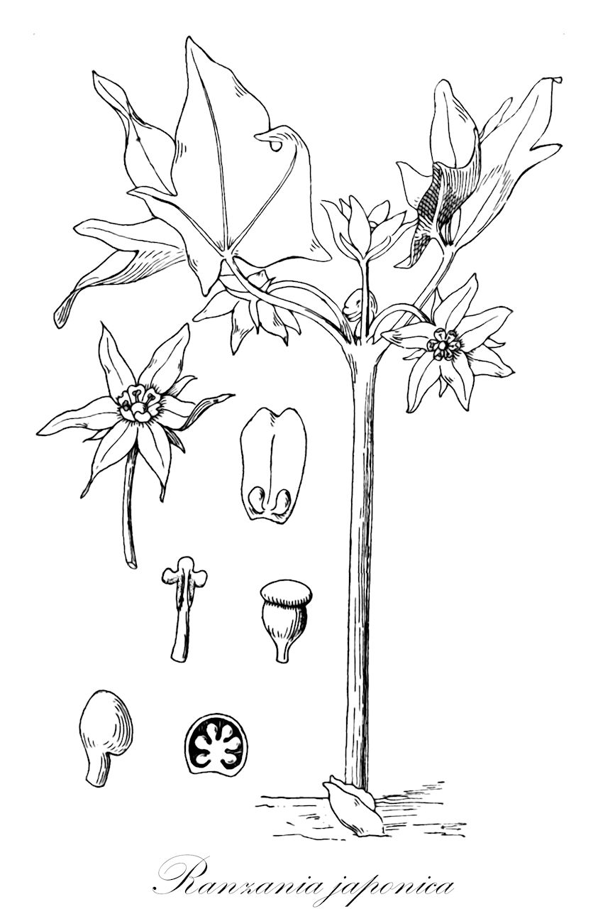 Ranzania japonica - Berberidaceae,Podophyllum japonicum, Yatabea japonica,Plantae,Pteridobiotina,Angiosperms,Ranunculales,Berberidaceae,Ranzania,Ranzania japonica