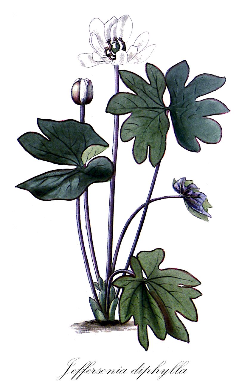Jeffersonia diphylla - Berberidaceae,Plantae,Pteridobiotina,Angiosperms,Ranunculales,Berberidaceae,Jeffersonia,Jeffersonia diphylla,Jeffersonia bartonis, Jeffersonia binata, Jeffersonia diphylla f. diphylla, Jeffersonia lobata, Jeffersonia odorata, Podophyllum diphyllum, Vindicta begonifolia,Zweiblättrige Jeffersonie;rheumatism-root;twinleaf