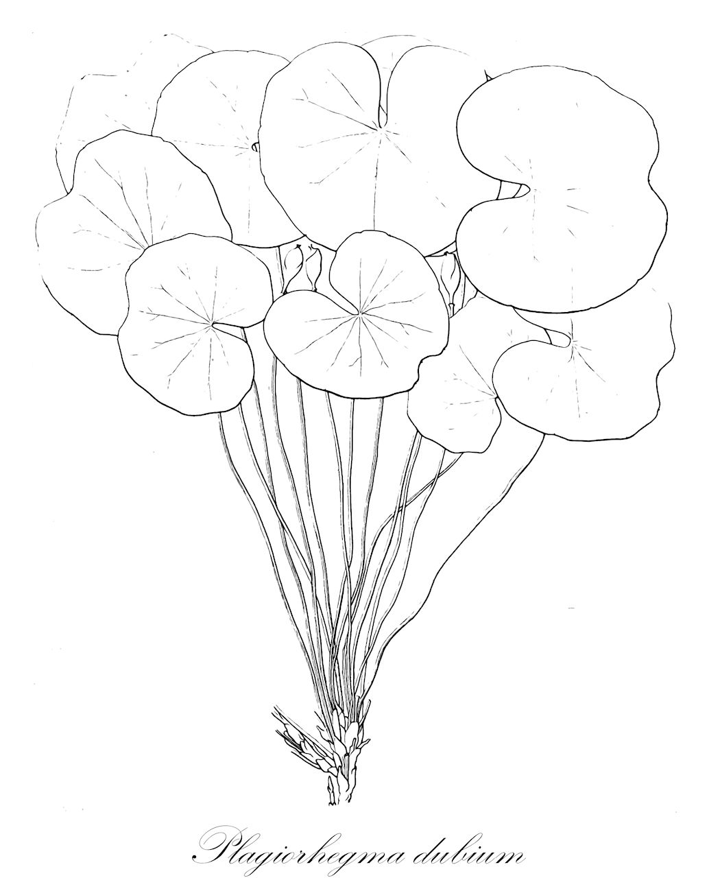 Plagiorhegma dubium - Berberidaceae,Plantae,Pteridobiotina,Angiosperms,Ranunculales,Berberidaceae,Plagiorhegma,Plagiorhegma dubium,Jeffersonia dubia, Jeffersonia manchuriensis,Ganzblättrige Jeffersonie