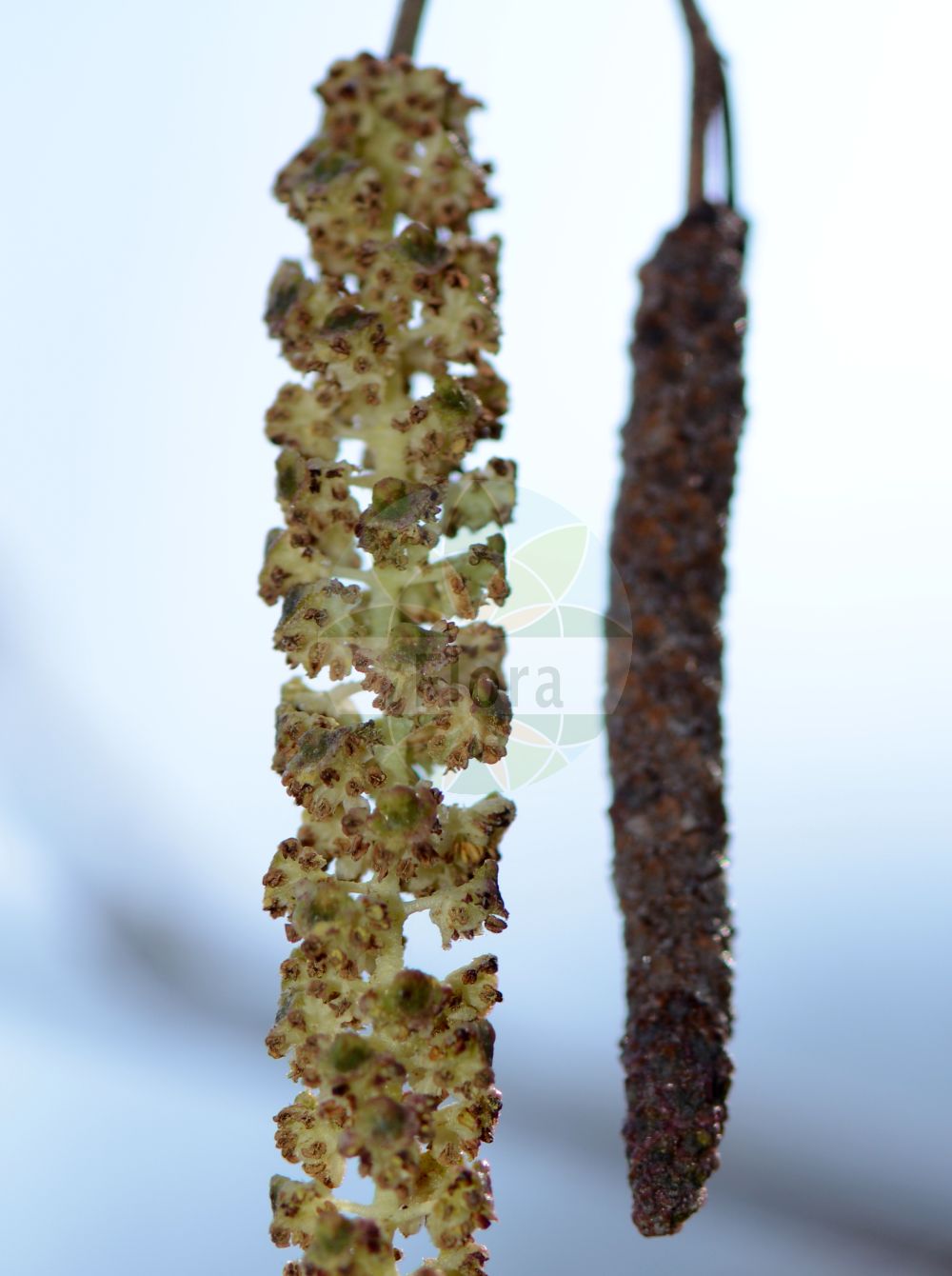 Alnus glutinosa - Betulaceae,Plantae,Pteridobiotina,Angiosperms,Fagales,Betulaceae,Alnus,Alnus glutinosa,Alnus aurea, Alnus emarginata, Alnus glutinosa f. aurea, Alnus glutinosa f. imperialis, Alnus glutinosa f. incisa, Alnus glutinosa f. laciniata, Alnus glutinosa f. longipediculata, Alnus glutinosa f. parvifolia, Alnus glutinosa f. quercifolia, Alnus glutinosa f. quercifolia, Alnus glutinosa var. vulgaris, Alnus imperialis, Alnus vulgaris, Betula alnus subsp. glutinosa, Betula alnus var. glutinosa, Betula glutinosa,Schwarz-Erle;Rot-Erle;Schwarz-Eller;alder;black alder;european alder;common alder;sticky alder;gray alder;Aulne glutineux;Verne;aulne;aulne noir;vergne;aliso negro;aliso comun;aliso común;aliso;alno;omero;umero;vinagrera;Ontano comune;alno ontano;ontano nero;ancetano;aunera;alno nero;witte wegdistel;zwarte els;amieiro;amieiro-comum;amieiro-vulgar;ольха клейкая;ольха чёрная;adi kızılağaç;kızılağaç;vërri;vern;verneda;vernet;crna joha;jalša;jošva;witte waterlelie;klibbal;rød-el;olsza czarna;črna jelša;enyves éger;mézgás éger;olše lepkavá;anin negru;arin negru;jelša lepkavá;вільха клейка;черна елша;must lepp;sanglepp;melnalksnis;svartor;tervaleppä;јова;juodalksnis;κλήθρα κολλώδης;haltza