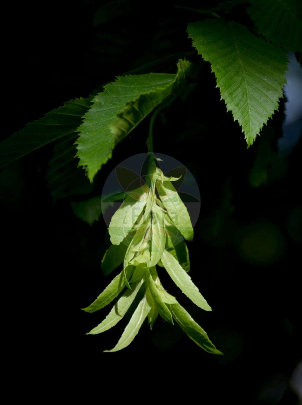 Carpinus betulus - Betulaceae,Plantae,Pteridobiotina,Angiosperms,Fagales,Betulaceae,Carpinus,Carpinus betulus,Carpinus betulus f. albovariegata, Carpinus betulus f. aureovariegata, Carpinus betulus f. columnaris, Carpinus betulus f. cucullata, Carpinus betulus f. fastigiata, Carpinus betulus f. horizontalis, Carpinus betulus f. incisa, Carpinus betulus f. incisa, Carpinus betulus f. obtusifolia, Carpinus betulus f. pendula, Carpinus betulus f. purpurea, Carpinus betulus f. purpurea, Carpinus betulus f. pyramidalis, Carpinus betulus f. quercifolia, Carpinus betulus f. quercifolia, Carpinus betulus f. variegata, Carpinus betulus subsp. carpinizza, Carpinus betulus subsp. serrata, Carpinus betulus var. carpinizza, Carpinus betulus var. carpinizza, Carpinus betulus var. columnaris, Carpinus betulus var. fastigiata, Carpinus betulus var. obtusifolia, Carpinus betulus var. pendula, Carpinus betulus var. provincialis, Carpinus betulus var. quercifolia, Carpinus betulus var. quercifolia, Carpinus betulus var. serrata, Carpinus betulus var. typica, Carpinus carpinizza, Carpinus caucasica, Carpinus compressus, Carpinus intermedia, Carpinus nervata, Carpinus pendula, Carpinus quercifolia, Carpinus sepium, Carpinus ulmifolia, Carpinus ulmifolia, Carpinus ulmoides, Carpinus vulgaris,Hainbuche;Weißbuche;Hagebuche;Gewöhnliche Hainbuche;hornbeam;common hornbeam;white beech;european hornbeam;Charme;Charmille;charme faux-bouleau;faux-bouleau;carpe;abedulillo;carpino;charmilla;ojaranza;olmedilla;Carpino comune;carpino bianco;carpano;carpigno;ojaranza;haagbeuk;cárpinus;граб обыкновенный;adi gürgen;gürgen;shkozë;càrpinus;obični grab;avenbok;avnbøg;grab pospolity;grab zwyczajny;navadni gaber;közönséges gyertyán;habr obecný;carpen;hrab obyčajný;граб звичайний;oбикновен габър;harilik valgepöök;parastais skābardis;agnbøk;valkopyökki;бели граб;граб;paprastasis skroblas;γαύρος μπετουλοειδής