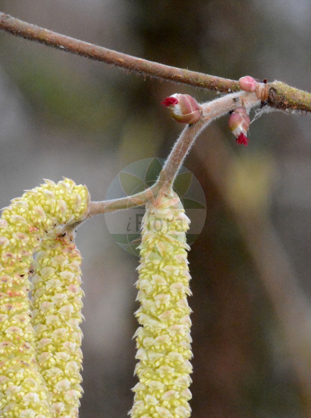 Corylus avellana - Betulaceae,Plantae,Pteridobiotina,Angiosperms,Fagales,Betulaceae,Corylus,Corylus avellana,Corylus avellana f. atropurpurea, Corylus avellana f. aurea, Corylus avellana f. laciniata, Corylus avellana subsp. sylvestris, Corylus avellana var. pendula, Corylus avellana var. sylvestris, Corylus grandis, Corylus laciniata, Corylus sylvestris,Gewöhnliche Hasel;Gewöhnliche Haselnuss;Haselstrauch;Hasel;hazel;european hazel hazelnut;hazelnut;avelline;cobnut;common hazel;common hazelnut;european filbert;european hazel;common filbert;Coudrier;Noisetier;avelinier commun;avelinier;coudrier noisetier;avellano;abellanera;ablano;avellanero;nochizo;Nocciolo comune;nocciolo;avellano comun;avellano comune;witte klaverzuring;witte kool;gewoone hazelaar;gewoone hazelnoot;gewone hazelaar;gewone hazelnoot;hazelaar;aveleira;avelaneira-comum;avelã;лесной орех;лещина обыкновенная;орешник;fındık;lajthi;auran;avellaner;obična lijeska;sivosmeđa lijeska;hassel;hassel;leszczyna pospolita;orzech laskowy;navadna leska;európai mogyoró;közönséges mogyoró;líska obecná;alun;lieska obyčajná;ліщина звичайна;ліщина понтійська;oбикновена леска;harilik sarapuu;parastā lazda;hassel;pähkinäpensas;обична леска;egoz tureki;ilsar haluz;אֱגוֹז טוּרְקִי;אִלְסָר הלוּז;paprastasis lazdynas;φουντουκιά;hurritza;urra
