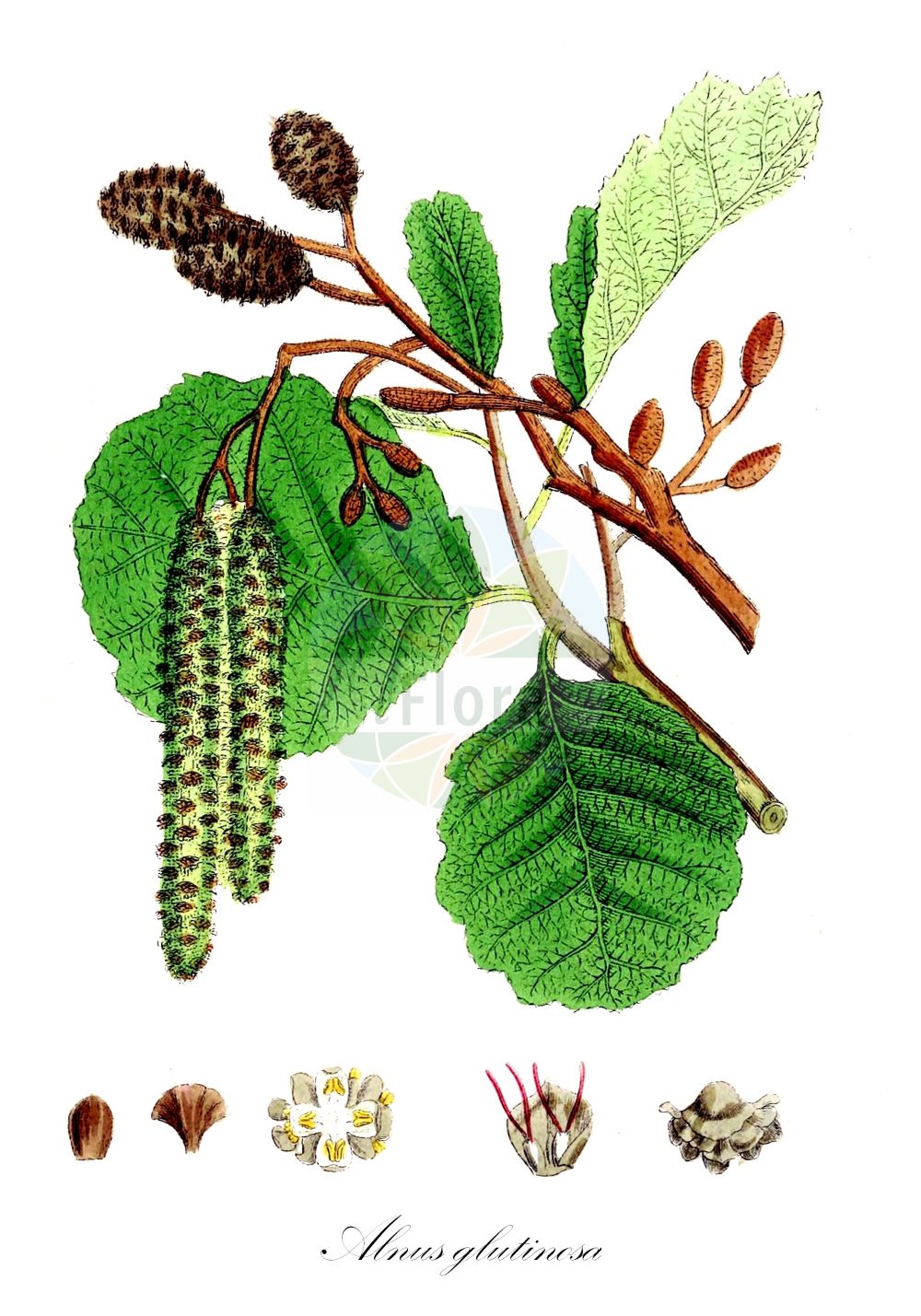Alnus glutinosa - Betulaceae,Plantae,Pteridobiotina,Angiosperms,Fagales,Betulaceae,Alnus,Alnus glutinosa,Alnus aurea, Alnus emarginata, Alnus glutinosa f. aurea, Alnus glutinosa f. imperialis, Alnus glutinosa f. incisa, Alnus glutinosa f. laciniata, Alnus glutinosa f. longipediculata, Alnus glutinosa f. parvifolia, Alnus glutinosa f. quercifolia, Alnus glutinosa f. quercifolia, Alnus glutinosa var. vulgaris, Alnus imperialis, Alnus vulgaris, Betula alnus subsp. glutinosa, Betula alnus var. glutinosa, Betula glutinosa,Schwarz-Erle;Rot-Erle;Schwarz-Eller;alder;black alder;european alder;common alder;sticky alder;gray alder;Aulne glutineux;Verne;aulne;aulne noir;vergne;aliso negro;aliso comun;aliso común;aliso;alno;omero;umero;vinagrera;Ontano comune;alno ontano;ontano nero;ancetano;aunera;alno nero;witte wegdistel;zwarte els;amieiro;amieiro-comum;amieiro-vulgar;ольха клейкая;ольха чёрная;adi kızılağaç;kızılağaç;vërri;vern;verneda;vernet;crna joha;jalša;jošva;witte waterlelie;klibbal;rød-el;olsza czarna;črna jelša;enyves éger;mézgás éger;olše lepkavá;anin negru;arin negru;jelša lepkavá;вільха клейка;черна елша;must lepp;sanglepp;melnalksnis;svartor;tervaleppä;јова;juodalksnis;κλήθρα κολλώδης;haltza