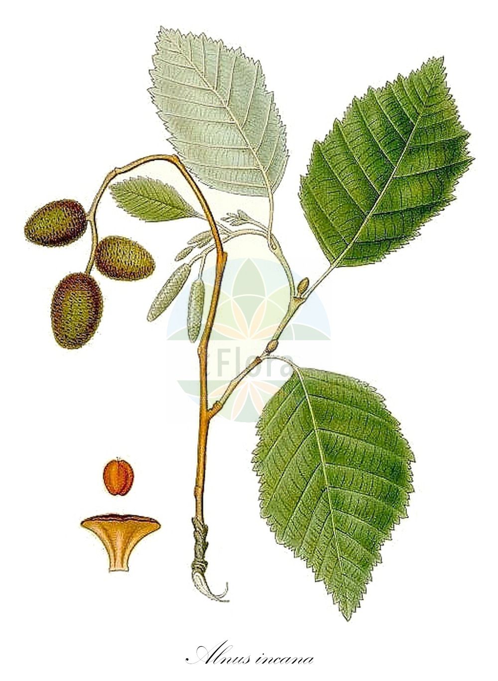 Alnus incana - Betulaceae,Plantae,Pteridobiotina,Angiosperms,Fagales,Betulaceae,Alnus,Alnus incana,Alnus februaria var. incana, Alnus glutinosa var. incana, Alnus incana f. acutiloba, Alnus incana var. argentea, Alnus incana var. argentea, Alnus incana var. bipinnatifida, Alnus incana var. pinnatifida, Betula alnus var. incana, Betula incana,Grau-Erle;grey alder;gray alder;speckled alder;white alder;hoary-leaved alder;silver-leaved alder;Verne;Aulne blanchâtre;aulne blanc;aulne de montagne;aulne gris;aliso blanco;aliso gris;Ontano bianco;ontano peloso;alno bianco;witte steenraket;witte waterkers;grauwe els;grijze els;witte els;ольха серая;vërri;bijela joha;witte reseda;grå al;gråal;gråel;olsza biała;olsza szara;siva jelša;hamvas éger;olše šedá;anin alb;anin de munte;anin roşu;arin alb;jelša sivá;вільха сіра;бяла елша;сива елша;hall lepp;valge lepp;baltalksnis;gråor;harmaaleppä;gráölur;бела јова;baltalksnis;γκρι σκλήθρο
