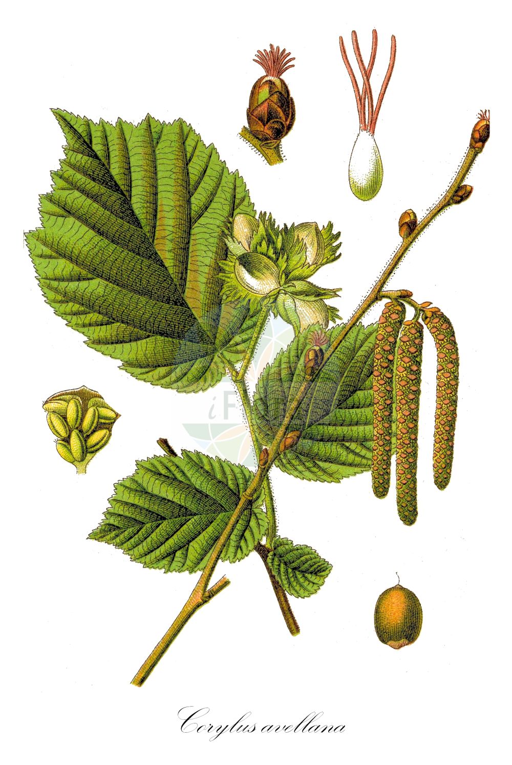Corylus avellana - Betulaceae,Plantae,Pteridobiotina,Angiosperms,Fagales,Betulaceae,Corylus,Corylus avellana,Corylus avellana f. atropurpurea, Corylus avellana f. aurea, Corylus avellana f. laciniata, Corylus avellana subsp. sylvestris, Corylus avellana var. pendula, Corylus avellana var. sylvestris, Corylus grandis, Corylus laciniata, Corylus sylvestris,Gewöhnliche Hasel;Gewöhnliche Haselnuss;Haselstrauch;Hasel;hazel;european hazel hazelnut;hazelnut;avelline;cobnut;common hazel;common hazelnut;european filbert;european hazel;common filbert;Coudrier;Noisetier;avelinier commun;avelinier;coudrier noisetier;avellano;abellanera;ablano;avellanero;nochizo;Nocciolo comune;nocciolo;avellano comun;avellano comune;witte klaverzuring;witte kool;gewoone hazelaar;gewoone hazelnoot;gewone hazelaar;gewone hazelnoot;hazelaar;aveleira;avelaneira-comum;avelã;лесной орех;лещина обыкновенная;орешник;fındık;lajthi;auran;avellaner;obična lijeska;sivosmeđa lijeska;hassel;hassel;leszczyna pospolita;orzech laskowy;navadna leska;európai mogyoró;közönséges mogyoró;líska obecná;alun;lieska obyčajná;ліщина звичайна;ліщина понтійська;oбикновена леска;harilik sarapuu;parastā lazda;hassel;pähkinäpensas;обична леска;egoz tureki;ilsar haluz;אֱגוֹז טוּרְקִי;אִלְסָר הלוּז;paprastasis lazdynas;φουντουκιά;hurritza;urra