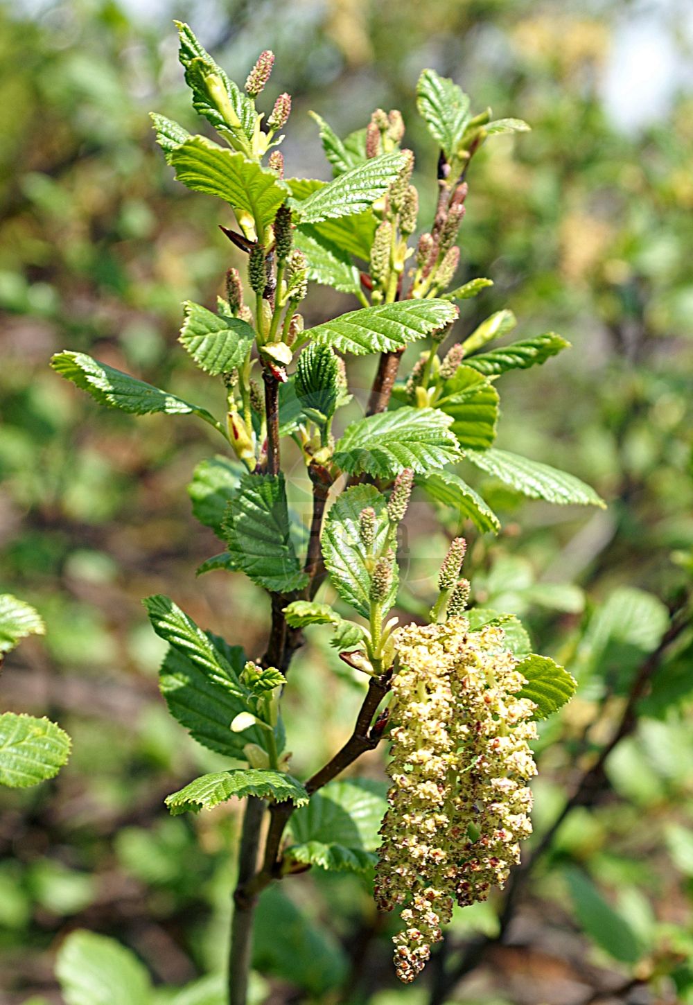 Alnus alnobetula - Betulaceae,Plantae,Pteridobiotina,Angiosperms,Fagales,Betulaceae,Alnus,Alnus alnobetula,Alnus alnobetula var. genuina, Betula alnobetula, Betula alpina, Betula viridis, Duschekia alnobetula,Eigentliche Grün-Erle;Grün-Erle;green alder