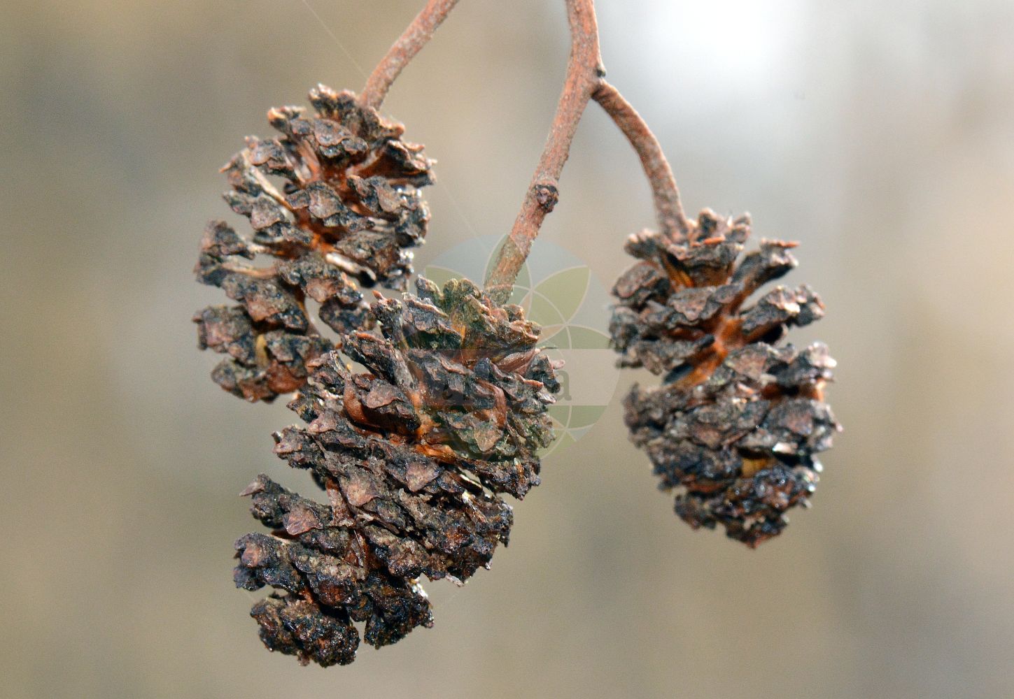 Alnus glutinosa - Betulaceae,Plantae,Pteridobiotina,Angiosperms,Fagales,Betulaceae,Alnus,Alnus glutinosa,Alnus aurea, Alnus emarginata, Alnus glutinosa f. aurea, Alnus glutinosa f. imperialis, Alnus glutinosa f. incisa, Alnus glutinosa f. laciniata, Alnus glutinosa f. longipediculata, Alnus glutinosa f. parvifolia, Alnus glutinosa f. quercifolia, Alnus glutinosa f. quercifolia, Alnus glutinosa var. vulgaris, Alnus imperialis, Alnus vulgaris, Betula alnus subsp. glutinosa, Betula alnus var. glutinosa, Betula glutinosa,Schwarz-Erle;Rot-Erle;Schwarz-Eller;alder;black alder;european alder;common alder;sticky alder;gray alder;Aulne glutineux;Verne;aulne;aulne noir;vergne;aliso negro;aliso comun;aliso común;aliso;alno;omero;umero;vinagrera;Ontano comune;alno ontano;ontano nero;ancetano;aunera;alno nero;witte wegdistel;zwarte els;amieiro;amieiro-comum;amieiro-vulgar;ольха клейкая;ольха чёрная;adi kızılağaç;kızılağaç;vërri;vern;verneda;vernet;crna joha;jalša;jošva;witte waterlelie;klibbal;rød-el;olsza czarna;črna jelša;enyves éger;mézgás éger;olše lepkavá;anin negru;arin negru;jelša lepkavá;вільха клейка;черна елша;must lepp;sanglepp;melnalksnis;svartor;tervaleppä;јова;juodalksnis;κλήθρα κολλώδης;haltza