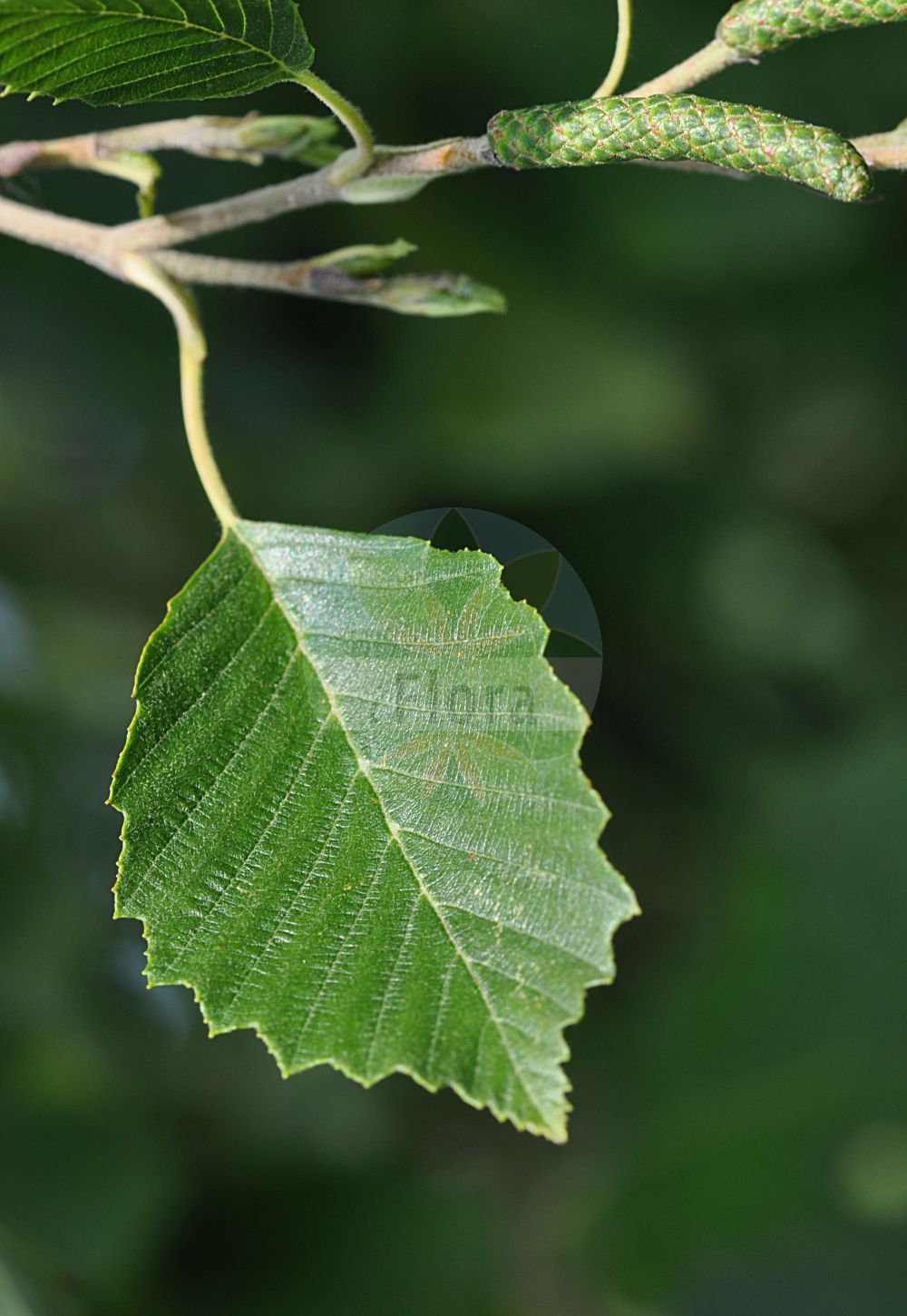 Alnus incana - Betulaceae,Plantae,Pteridobiotina,Angiosperms,Fagales,Betulaceae,Alnus,Alnus incana,Alnus februaria var. incana, Alnus glutinosa var. incana, Alnus incana f. acutiloba, Alnus incana var. argentea, Alnus incana var. argentea, Alnus incana var. bipinnatifida, Alnus incana var. pinnatifida, Betula alnus var. incana, Betula incana,Grau-Erle;grey alder;gray alder;speckled alder;white alder;hoary-leaved alder;silver-leaved alder;Verne;Aulne blanchâtre;aulne blanc;aulne de montagne;aulne gris;aliso blanco;aliso gris;Ontano bianco;ontano peloso;alno bianco;witte steenraket;witte waterkers;grauwe els;grijze els;witte els;ольха серая;vërri;bijela joha;witte reseda;grå al;gråal;gråel;olsza biała;olsza szara;siva jelša;hamvas éger;olše šedá;anin alb;anin de munte;anin roşu;arin alb;jelša sivá;вільха сіра;бяла елша;сива елша;hall lepp;valge lepp;baltalksnis;gråor;harmaaleppä;gráölur;бела јова;baltalksnis;γκρι σκλήθρο