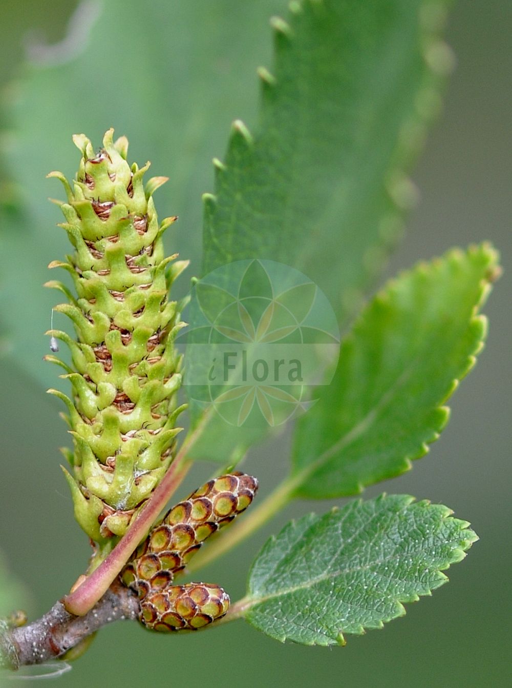 Betula humilis - Betulaceae,Plantae,Pteridobiotina,Angiosperms,Fagales,Betulaceae,Betula,Betula humilis,Betula extremiorientalis, Betula fruticans, Betula fruticosa subsp. extremiorientalis, Betula humilis f. calcarata, Betula humilis f. crispa, Betula humilis f. elliptica, Betula humilis f. elliptica, Betula humilis f. elliptica, Betula humilis f. obovata, Betula humilis f. ovata, Betula humilis f. ovata, Betula humilis var. camtschatica, Betula humilis var. commutata, Betula humilis var. cuneata, Betula humilis var. genuina, Betula humilis var. oycowiensis, Betula humilis var. socolowii, Betula humilis var. subcordata, Betula humilis var. vulgaris, Betula kamtschatica, Betula myrsinoides, Betula oycowiensis, Betula palustris, Betula sibirica, Betula socolowii, Chamaebetula humilis