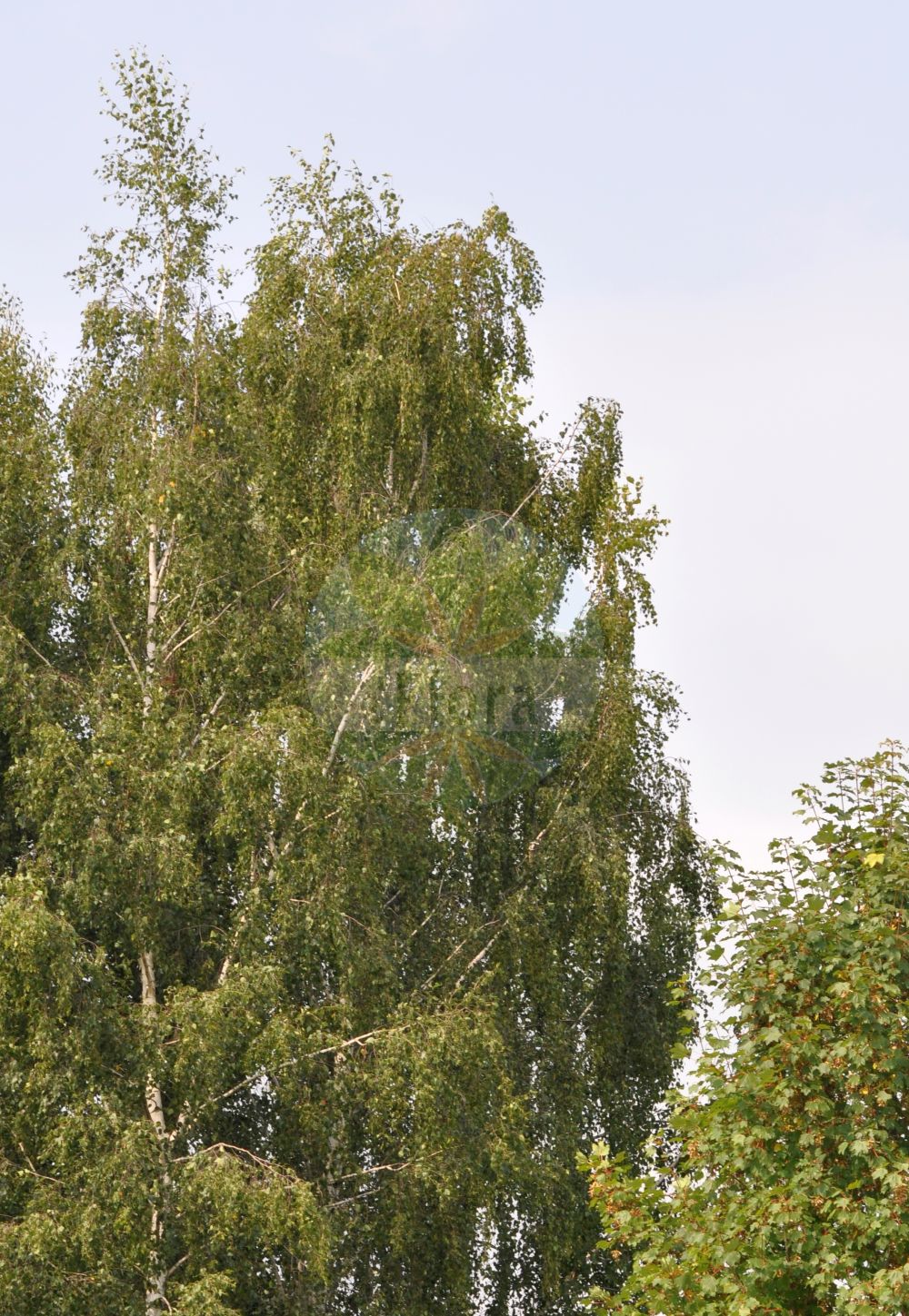 Betula pendula - Betulaceae,Plantae,Pteridobiotina,Angiosperms,Fagales,Betulaceae,Betula,Betula pendula,Betula alba lus. pendula, Betula alba var. microphylla, Betula alba var. microphylla, Betula alba var. pendula, Betula alba var. pendula, Betula alba var. pendula, Betula alba var. songarica, Betula alba var. urticifolia, Betula alba var. verrucosa, Betula pendula f. dalecarlica, Betula pendula f. fastigiata, Betula pendula var. pendula, Betula verrucosa f. dalecarlica, Betula verrucosa f. elegans, Betula verrucosa var. bircalensis,Hänge-Birke;Warzen-Birke;Sand-Birke;Rau-Birke;Weiß-Birke;Hängebirke;silver birch;weeping birch;european white birch;bouleau pleureur;european weeping birch;clump birch;common birch;white birch;Bouleau blanc;Bouleau pendant;bouleau verruqueux;bouleau pleureur;arbre de la sagesse;bech;biole;bois à balais;boulard;brel;abedul comun;abedul común;abedul;abedul blanco;abedul de ramas colgantes;albar;bedul;Betulla verrucosa;betulla bianca;betulla glabra;barancio;betulla commune;witte malrove;witte moerbei;witte muggenorchis;witte munt;haagberk;ruwe berk;treurberk;zilverberk;vidoeiro;берёза бородавчатая;берёза повислая;берёза поникшая;adi huş;huş ağacı;mështeknë;bedoll comú;obična breza;viseća breza;witte lelie;vårtbjörk;vorte-birk;brzoza brodawkowata;brzoza zwisła;navadna breza;bibircses nyír;közönséges nyír;bříza bělokorá;bříza bradavičnatá;betulă;mesteacan;mesteacăn;breza previsnutá;береза повисла;бяла бреза;обикновена бреза;arukask;āra bērzs;låglandsbjørk;rauduskoivu;бела бреза;karpotasis beržas;σημύδα κρεμοκλαδής;urki dilindaria;urkia;chuí;chuízhī huà;垂枝桦