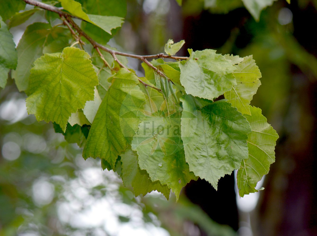 Corylus colurna - Betulaceae,Plantae,Pteridobiotina,Angiosperms,Fagales,Betulaceae,Corylus,Corylus colurna,Corylus abchasica, Corylus arborescens, Corylus avellana f. glomerata, Corylus avellana var. glomerata, Corylus avellana var. macrochlamys, Corylus bizantina, Corylus cervorum, Corylus colurna var. avellanoides, Corylus colurna var. bachycarpa, Corylus colurna var. glandulifera, Corylus colurna var. leptochlamys, Corylus colurna var. macrochlamys, Corylus colurna var. trichochlamys, Corylus eggrissiensis, Corylus egrissiensis, Corylus glomerata, Corylus iberica, Corylus iberica var. glandulosa, Corylus kachetica, Corylus macedonica, Corylus nana,Baum-Hasel;Baumhasel;turkish hazel;Noisetier;noisetier du Levant;noisetier en arbre;noisetier de Byzance;avellana de Turquia;avellano de Turquia;avellano turco;nocciolo di Constantinopoli;colurno;nocciolo mediterranea;nocciolo mediterraneo;witte ganzevoet;boomhazelaar;bommhazelaar;лещина древовидная;орех медвежий;türk fındığı;lajthi;drvolika lijeska;megjegja lijeska;leszczyna drzewiasta;leszczyna turecka;törökmogyoró;líska turecká;alun turcesc;lieska turecká;ліщина ведмежа;туркска леска;див-леска;медвеђа леска;меџетка;турска леска