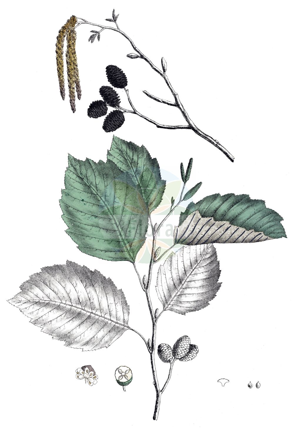 Alnus incana - Betulaceae,Plantae,Pteridobiotina,Angiosperms,Fagales,Betulaceae,Alnus,Alnus incana,Alnus februaria var. incana, Alnus glutinosa var. incana, Alnus incana f. acutiloba, Alnus incana var. argentea, Alnus incana var. argentea, Alnus incana var. bipinnatifida, Alnus incana var. pinnatifida, Betula alnus var. incana, Betula incana,Grau-Erle;grey alder;gray alder;speckled alder;white alder;hoary-leaved alder;silver-leaved alder;Verne;Aulne blanchâtre;aulne blanc;aulne de montagne;aulne gris;aliso blanco;aliso gris;Ontano bianco;ontano peloso;alno bianco;witte steenraket;witte waterkers;grauwe els;grijze els;witte els;ольха серая;vërri;bijela joha;witte reseda;grå al;gråal;gråel;olsza biała;olsza szara;siva jelša;hamvas éger;olše šedá;anin alb;anin de munte;anin roşu;arin alb;jelša sivá;вільха сіра;бяла елша;сива елша;hall lepp;valge lepp;baltalksnis;gråor;harmaaleppä;gráölur;бела јова;baltalksnis;γκρι σκλήθρο