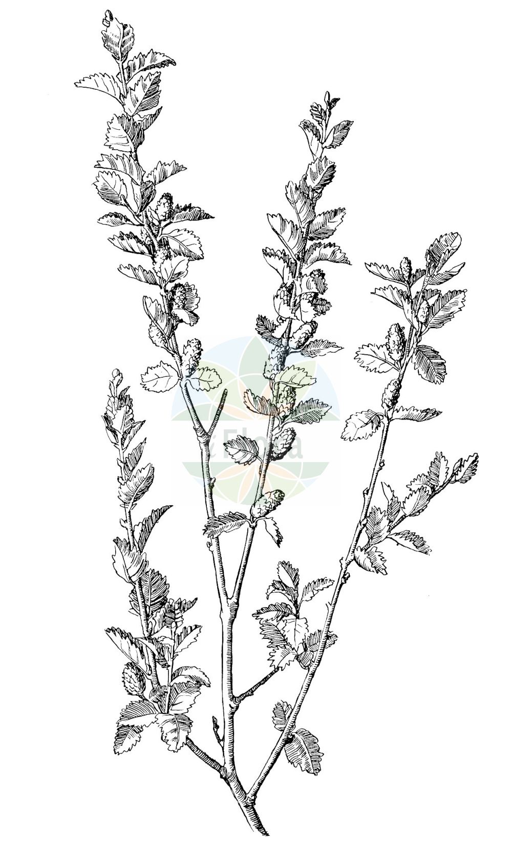 Betula humilis - Betulaceae,Plantae,Pteridobiotina,Angiosperms,Fagales,Betulaceae,Betula,Betula humilis,Betula extremiorientalis, Betula fruticans, Betula fruticosa subsp. extremiorientalis, Betula humilis f. calcarata, Betula humilis f. crispa, Betula humilis f. elliptica, Betula humilis f. elliptica, Betula humilis f. elliptica, Betula humilis f. obovata, Betula humilis f. ovata, Betula humilis f. ovata, Betula humilis var. camtschatica, Betula humilis var. commutata, Betula humilis var. cuneata, Betula humilis var. genuina, Betula humilis var. oycowiensis, Betula humilis var. socolowii, Betula humilis var. subcordata, Betula humilis var. vulgaris, Betula kamtschatica, Betula myrsinoides, Betula oycowiensis, Betula palustris, Betula sibirica, Betula socolowii, Chamaebetula humilis