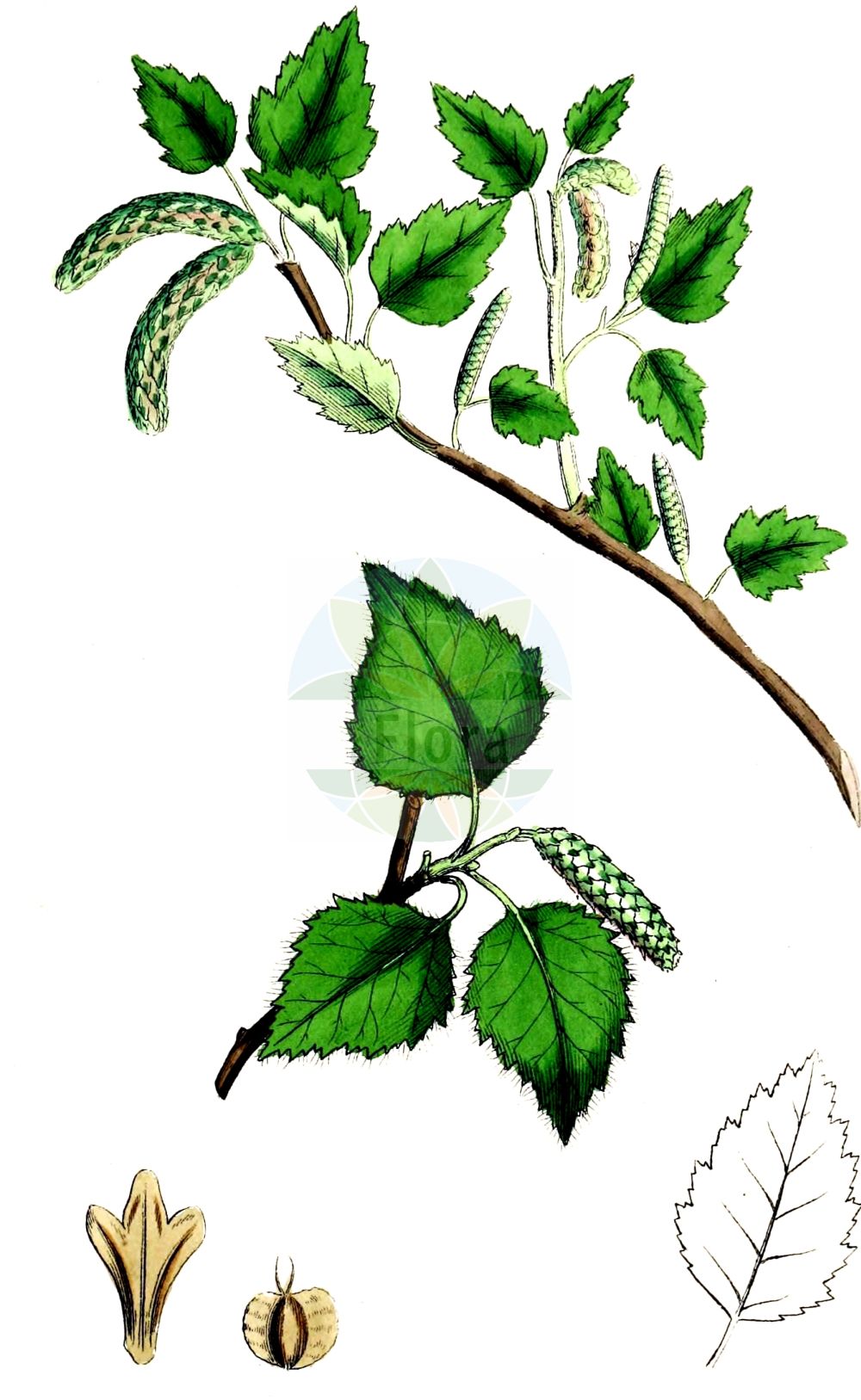Betula pubescens - Betulaceae,Plantae,Pteridobiotina,Angiosperms,Fagales,Betulaceae,Betula,Betula pubescens,Betula alba f. pubescens, Betula alba lus. macrophylla, Betula alba subsp. pubescens, Betula alba var. pubescens, Betula alba var. vulgaris, Betula friesii, Betula pubescens var. oblongifolia, Betula pubescens var. sibakademica, Betula pubescens var. typica,Moor-Birke;Gewöhnliche Moor-Birke;Besen-Birke;Karpaten-Birke;Behaarte Birke;downy birch;european white birch;pubescent birch;swamp birch;white birch;Bouleau pubescent;abedul;aliso blanco;bedul;bieso;biezo;chopa blanca;Betulla pubescente;betulla pelosa;zachte berk;bédulo;bétula;bétula-branca;bétula-portuguesa;bido;bidoeiro;vido;vidoeiro;vidoeiro-branco;vidoeiro-comum;vidoeiro-português;берёза пушистая;tüylü huş;mështekna pushëlore;bedoll;bedoll pubescent;cretna breza;glasbjörk;dunbirk;brzoza omszona;puhasta breza;lápi nyír;molyhos nyír;szőrös nyír;szőrös nyírfa;bříza pýřitá;mesteacăn alb;mesteacăn pufos;breza biela;breza plstnatá;breza pýrita pravá;береза пухнаста;sookask;purva bēržas;vanlig bjørk;hieskoivu;birki;тресавска бреза;plaukuotasis beržas;σημύδα χνοώδης