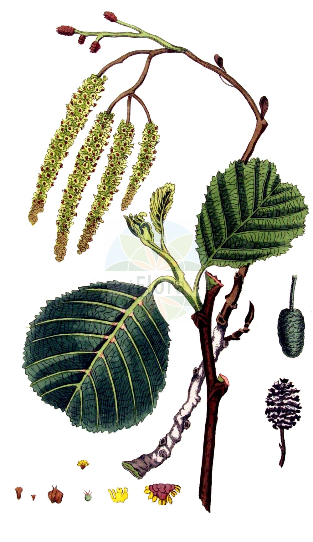 Alnus glutinosa - Betulaceae,Plantae,Pteridobiotina,Angiosperms,Fagales,Betulaceae,Alnus,Alnus glutinosa,Alnus aurea, Alnus emarginata, Alnus glutinosa f. aurea, Alnus glutinosa f. imperialis, Alnus glutinosa f. incisa, Alnus glutinosa f. laciniata, Alnus glutinosa f. longipediculata, Alnus glutinosa f. parvifolia, Alnus glutinosa f. quercifolia, Alnus glutinosa f. quercifolia, Alnus glutinosa var. vulgaris, Alnus imperialis, Alnus vulgaris, Betula alnus subsp. glutinosa, Betula alnus var. glutinosa, Betula glutinosa,Schwarz-Erle;Rot-Erle;Schwarz-Eller;alder;black alder;european alder;common alder;sticky alder;gray alder;Aulne glutineux;Verne;aulne;aulne noir;vergne;aliso negro;aliso comun;aliso común;aliso;alno;omero;umero;vinagrera;Ontano comune;alno ontano;ontano nero;ancetano;aunera;alno nero;witte wegdistel;zwarte els;amieiro;amieiro-comum;amieiro-vulgar;ольха клейкая;ольха чёрная;adi kızılağaç;kızılağaç;vërri;vern;verneda;vernet;crna joha;jalša;jošva;witte waterlelie;klibbal;rød-el;olsza czarna;črna jelša;enyves éger;mézgás éger;olše lepkavá;anin negru;arin negru;jelša lepkavá;вільха клейка;черна елша;must lepp;sanglepp;melnalksnis;svartor;tervaleppä;јова;juodalksnis;κλήθρα κολλώδης;haltza