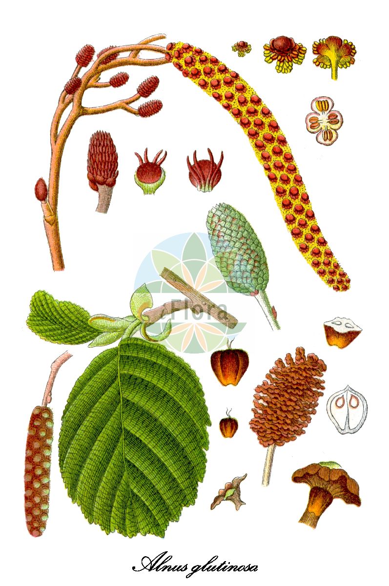 Alnus glutinosa - Betulaceae,Plantae,Pteridobiotina,Angiosperms,Fagales,Betulaceae,Alnus,Alnus glutinosa,Alnus aurea, Alnus emarginata, Alnus glutinosa f. aurea, Alnus glutinosa f. imperialis, Alnus glutinosa f. incisa, Alnus glutinosa f. laciniata, Alnus glutinosa f. longipediculata, Alnus glutinosa f. parvifolia, Alnus glutinosa f. quercifolia, Alnus glutinosa f. quercifolia, Alnus glutinosa var. vulgaris, Alnus imperialis, Alnus vulgaris, Betula alnus subsp. glutinosa, Betula alnus var. glutinosa, Betula glutinosa,Schwarz-Erle;Rot-Erle;Schwarz-Eller;alder;black alder;european alder;common alder;sticky alder;gray alder;Aulne glutineux;Verne;aulne;aulne noir;vergne;aliso negro;aliso comun;aliso común;aliso;alno;omero;umero;vinagrera;Ontano comune;alno ontano;ontano nero;ancetano;aunera;alno nero;witte wegdistel;zwarte els;amieiro;amieiro-comum;amieiro-vulgar;ольха клейкая;ольха чёрная;adi kızılağaç;kızılağaç;vërri;vern;verneda;vernet;crna joha;jalša;jošva;witte waterlelie;klibbal;rød-el;olsza czarna;črna jelša;enyves éger;mézgás éger;olše lepkavá;anin negru;arin negru;jelša lepkavá;вільха клейка;черна елша;must lepp;sanglepp;melnalksnis;svartor;tervaleppä;јова;juodalksnis;κλήθρα κολλώδης;haltza