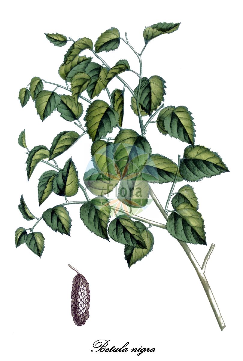 Betula nigra - Betulaceae,Plantae,Pteridobiotina,Angiosperms,Fagales,Betulaceae,Betula,Betula nigra,Betula americana, Betula lanulosa, Betula nigra unr. pendula, Betula nigra var. parvifolia, Betula rubra, Betula rupestris,Schwarz-Birke;red birch;river birch