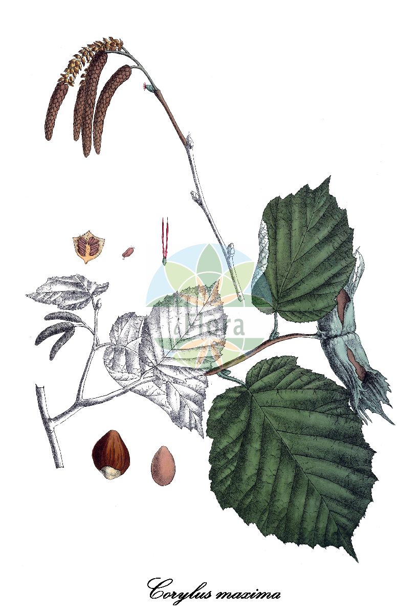 Corylus maxima - Betulaceae,Plantae,Pteridobiotina,Angiosperms,Fagales,Betulaceae,Corylus,Corylus maxima,Corylus arborescens, Corylus atropurpurea, Corylus avellana var. alba, Corylus avellana var. purpurea, Corylus avellana var. rubra, Corylus avellana var. rubra, Corylus avellana var. tubulosa, Corylus avellana var. viminalis, Corylus balcana, Corylus balcana f. atropurpurea, Corylus intermedia, Corylus maxima f. atropurpurea, Corylus maxima f. atropurpurea, Corylus maxima f. purpurea, Corylus maxima var. alba, Corylus maxima var. atropurpurea, Corylus maxima var. purpurea, Corylus maxima var. rubra, Corylus purpurea, Corylus purpurea, Corylus rubra, Corylus sativa, Corylus tubulosa, Corylus tubulosa unr. purpurea, Corylus tubulosa var. atropurpurea, Corylus tubulosa var. colurna, Corylus tubulosa var. oblonga, Corylus tubulosa var. purpurea, Corylus tubulosa var. rubra, Lopima alba, Lopima amygdalacca, Lopima anglicana, Lopima atropurpurea, Lopima caesia, Lopima downtonensis, Lopima hempelii, Lopima hispanica, Lopima rubra, Lopima vittata,Große Hasel;Lamberts-Hasel;Lamberts Hasel;Lambertshasel;filbert;Noisetier;noisetier tubuleux;noisetier franc;grand coudrier;noisetier de Lombardie;noisetier frane;avellano de Lambert;avellano mayor;nocciolo di Dalmazia;nocciolo massimo;nocciolo lungo;Lambertjesnoot;лещина большая;tombul fındık;Lambertova lijeska;lombardijska lijeska;lambertówka;leszczyna długookrywowa;leszczyna południowa;velika leska;csöves mogyoró;líska největší;lieska najväčšia;ліщина велика;Цариградска леска;ламбертова леска;македонска леска;egozy luz;אֱגוֹזי לוּז