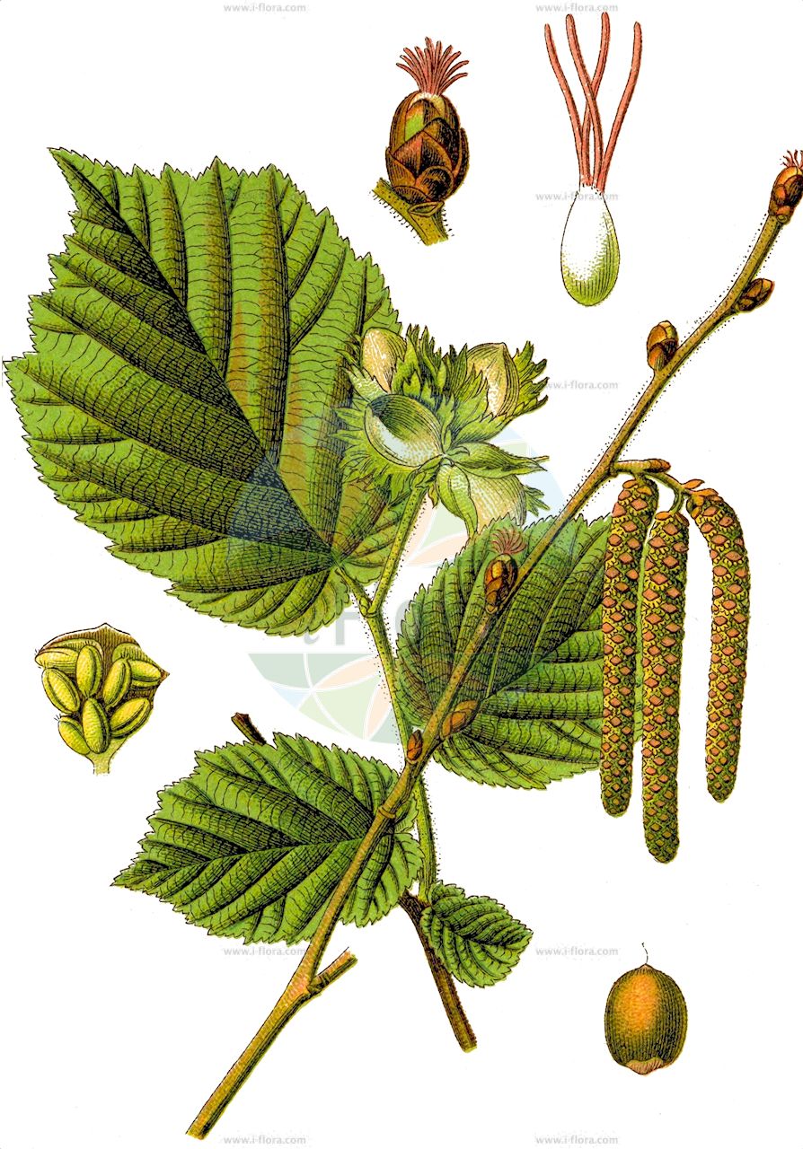 Corylus avellana - Betulaceae,Plantae,Pteridobiotina,Angiosperms,Fagales,Betulaceae,Corylus,Corylus avellana,Corylus avellana f. atropurpurea, Corylus avellana f. aurea, Corylus avellana f. laciniata, Corylus avellana subsp. sylvestris, Corylus avellana var. pendula, Corylus avellana var. sylvestris, Corylus grandis, Corylus laciniata, Corylus sylvestris,Gewöhnliche Hasel;Gewöhnliche Haselnuss;Haselstrauch;Hasel;hazel;european hazel hazelnut;hazelnut;avelline;cobnut;common hazel;common hazelnut;european filbert;european hazel;common filbert;Coudrier;Noisetier;avelinier commun;avelinier;coudrier noisetier;avellano;abellanera;ablano;avellanero;nochizo;Nocciolo comune;nocciolo;avellano comun;avellano comune;witte klaverzuring;witte kool;gewoone hazelaar;gewoone hazelnoot;gewone hazelaar;gewone hazelnoot;hazelaar;aveleira;avelaneira-comum;avelã;лесной орех;лещина обыкновенная;орешник;fındık;lajthi;auran;avellaner;obična lijeska;sivosmeđa lijeska;hassel;hassel;leszczyna pospolita;orzech laskowy;navadna leska;európai mogyoró;közönséges mogyoró;líska obecná;alun;lieska obyčajná;ліщина звичайна;ліщина понтійська;oбикновена леска;harilik sarapuu;parastā lazda;hassel;pähkinäpensas;обична леска;egoz tureki;ilsar haluz;אֱגוֹז טוּרְקִי;אִלְסָר הלוּז;paprastasis lazdynas;φουντουκιά;hurritza;urra