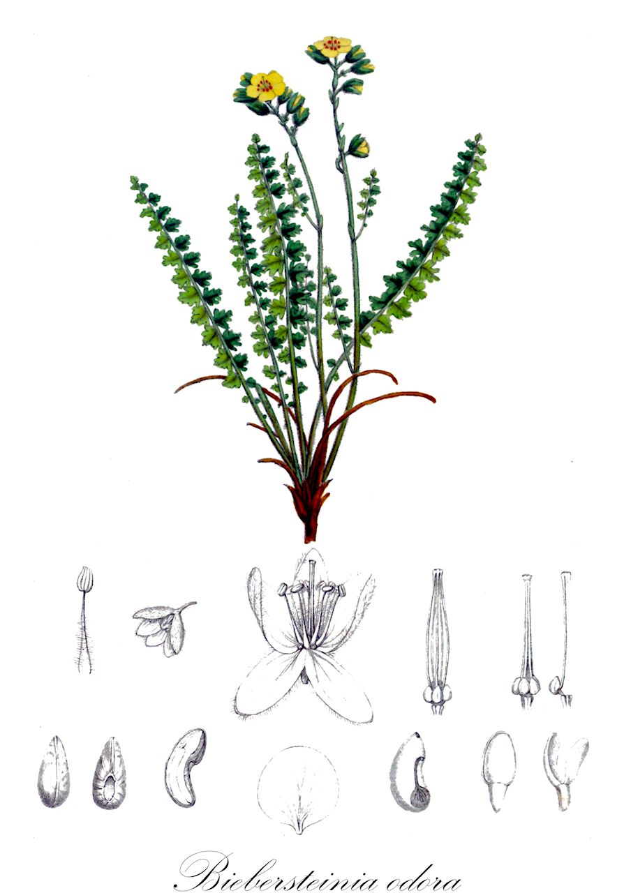 Biebersteinia odora - Biebersteiniaceae,Plantae,Pteridobiotina,Angiosperms,Sapindales,Biebersteiniaceae,Biebersteinia,Biebersteinia odora