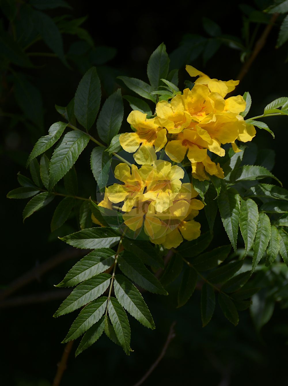 Tecoma stans - Bignoniaceae,Plantae,Pteridobiotina,Angiosperms,Lamiales,Bignoniaceae,Tecoma,Tecoma stans,Bignonia stans, Gelseminum stans, Stenolobium stans, Tecoma molle